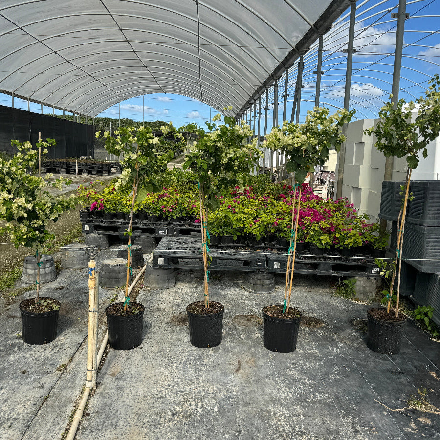 Bougainville tree plants in pots under a large greenhouse structure with visible sky through the roof.