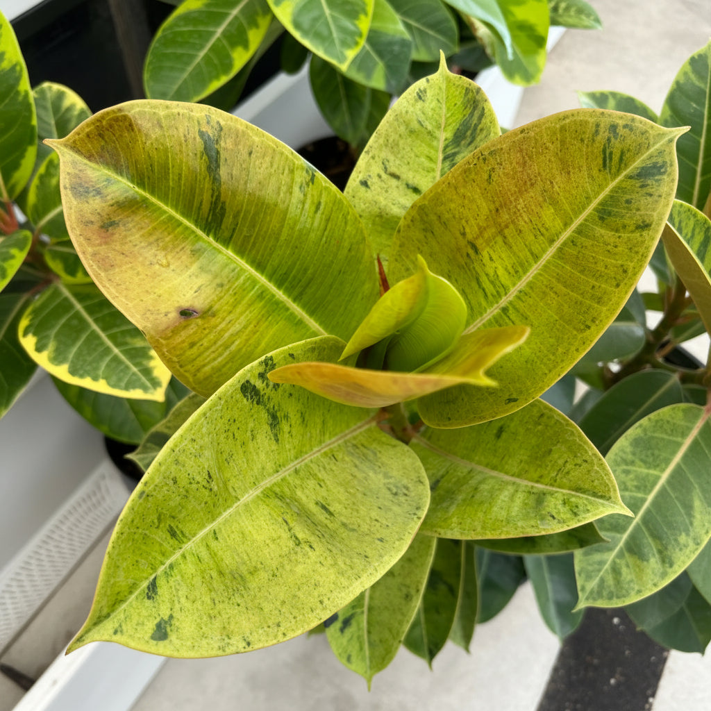 Close-up of Ficus Shivereana Tree Form Single Stem, Moonshine Ficus foliage, prominently featuring striking light green and yellow leaves speckled with dark green variegation and a newly emerging leaf with subtle peach tones at the center, showcasing the exquisite, luminescent details and unique color palette of this beautiful tropical plant.