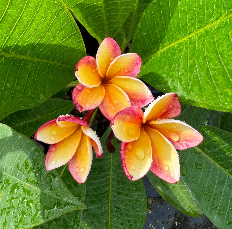 potted plumeria plants for sale Plumeria Rubra Pink-Yellow Orchid Flowering Tree