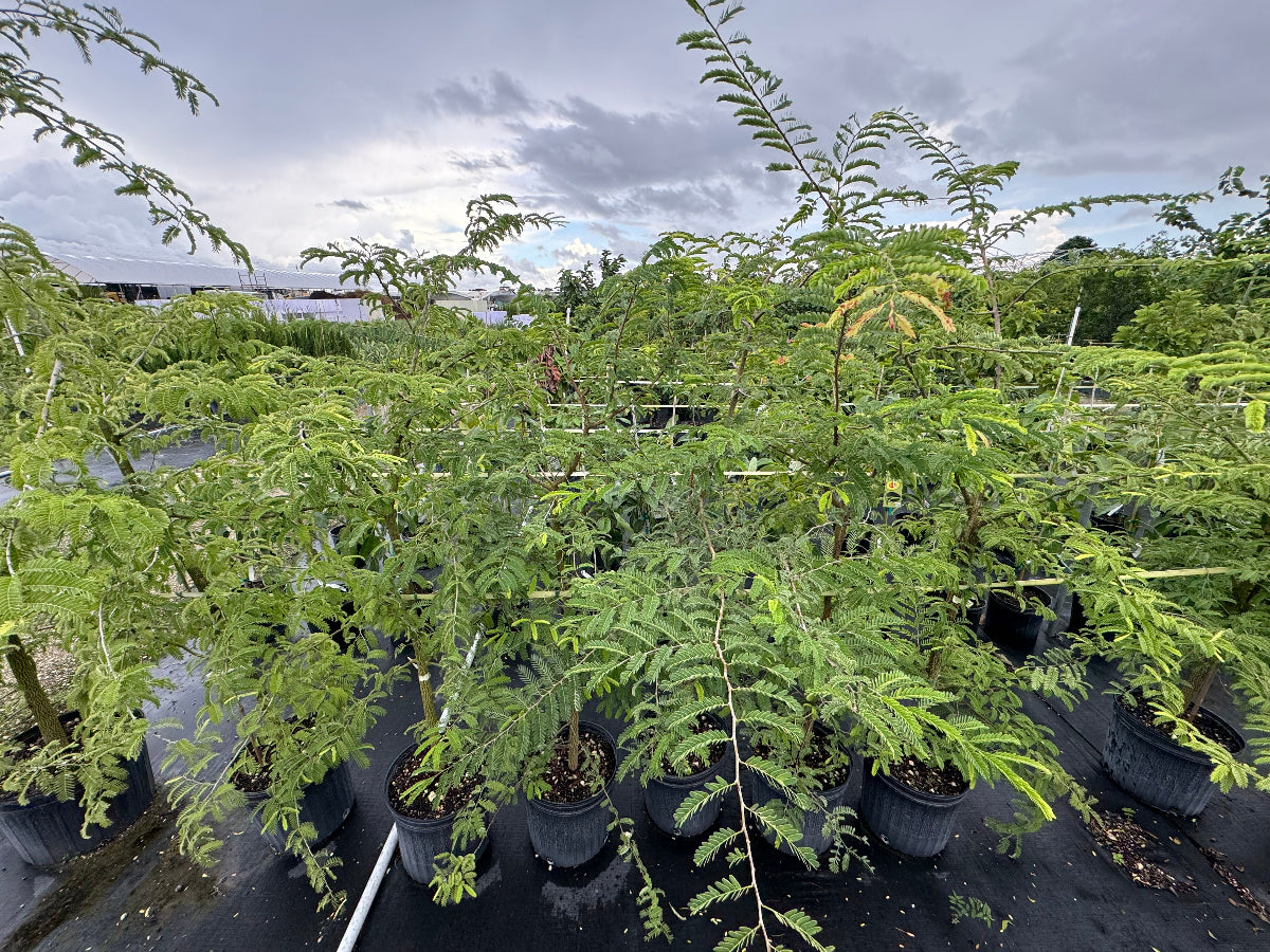 A large group of young trees with feathery, bright green foliage growing in black nursery pots on black landscaping fabric in an outdoor nursery setting