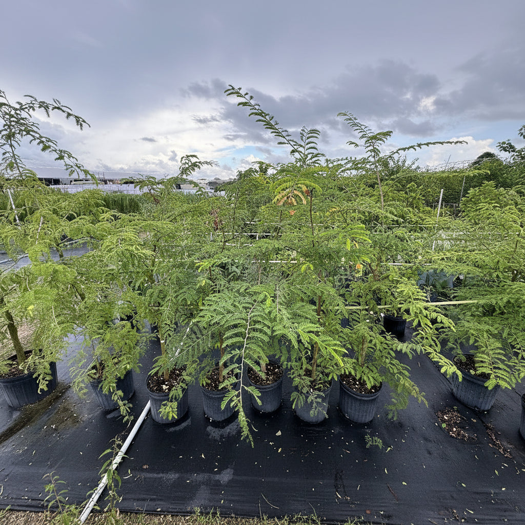 A large group of young trees with feathery, bright green foliage growing in black nursery pots on black landscaping fabric in an outdoor nursery setting