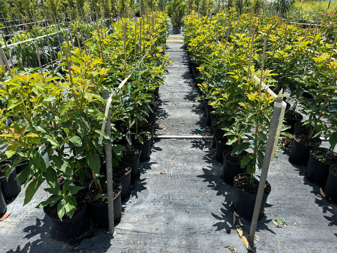 Avocado tree Row of potted plants on a pathway in a nursery setting