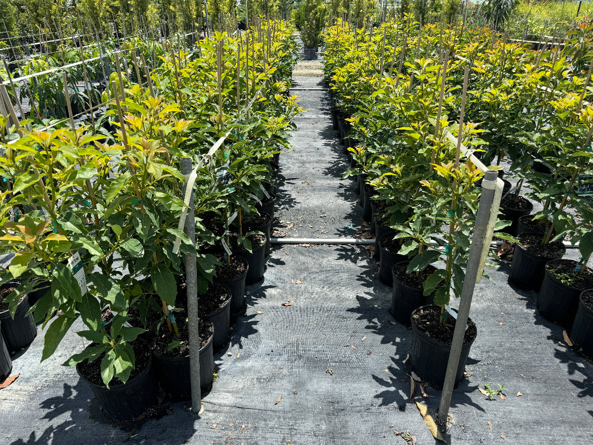 Avocado tree Row of potted plants on a pathway in a nursery setting