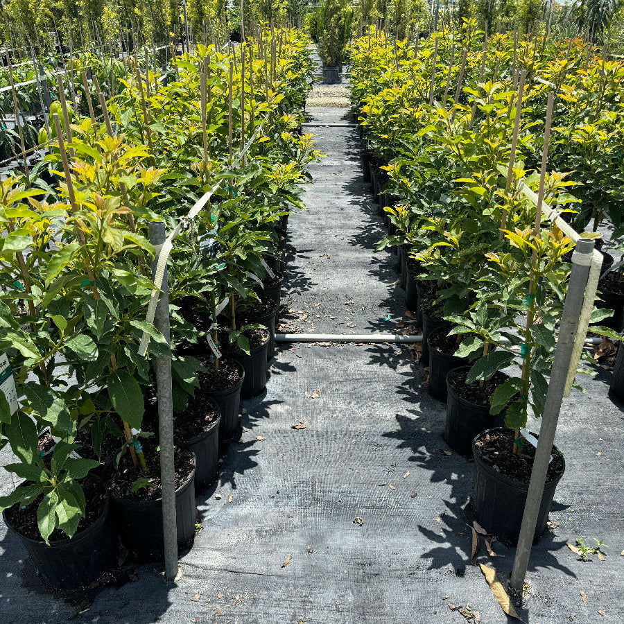Avocado tree in Row of potted plants on a pathway in a nursery setting