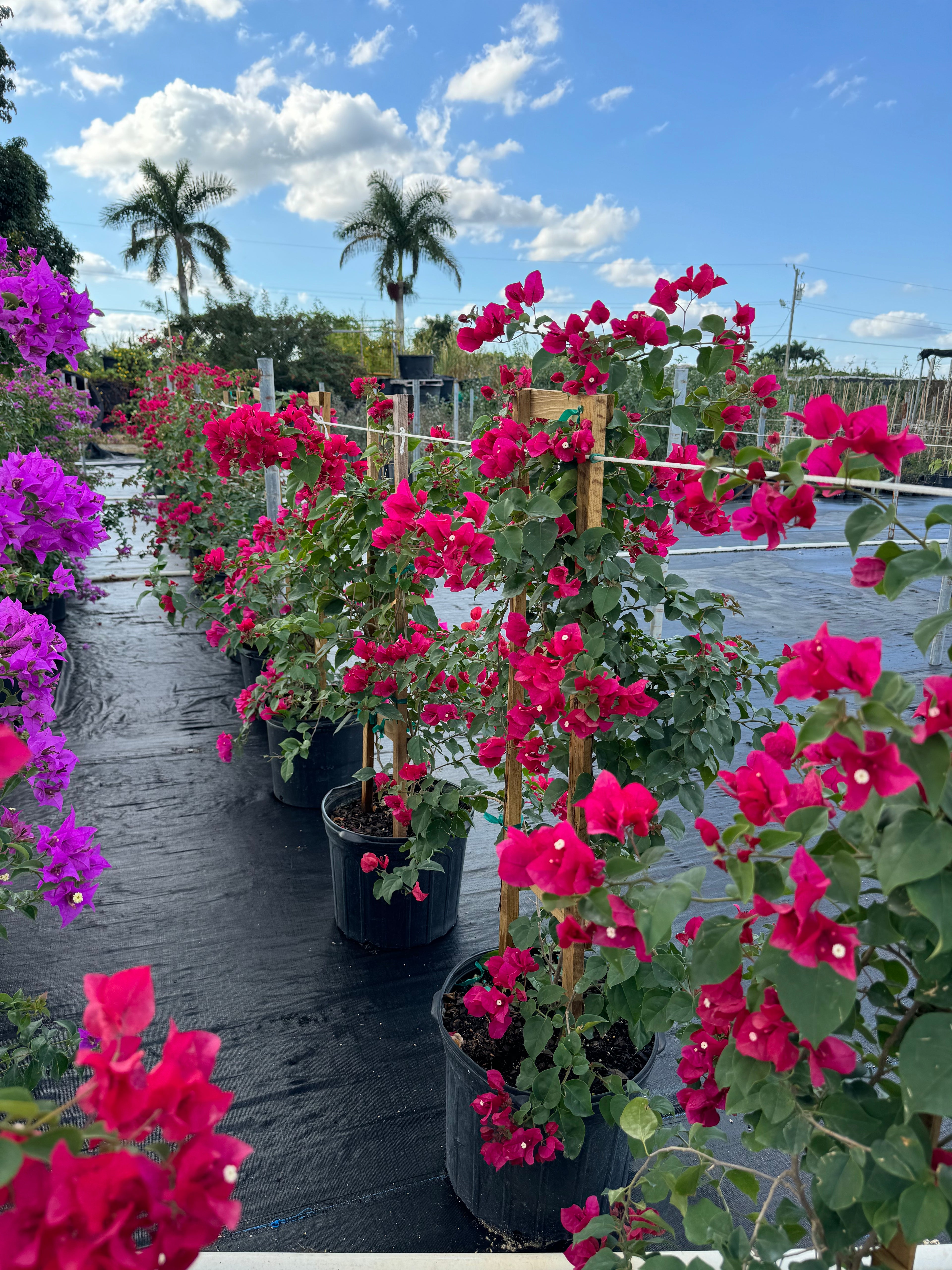 Bougainvillea Red Flower in Trellis, Barbara Karst Red Flowering Tree