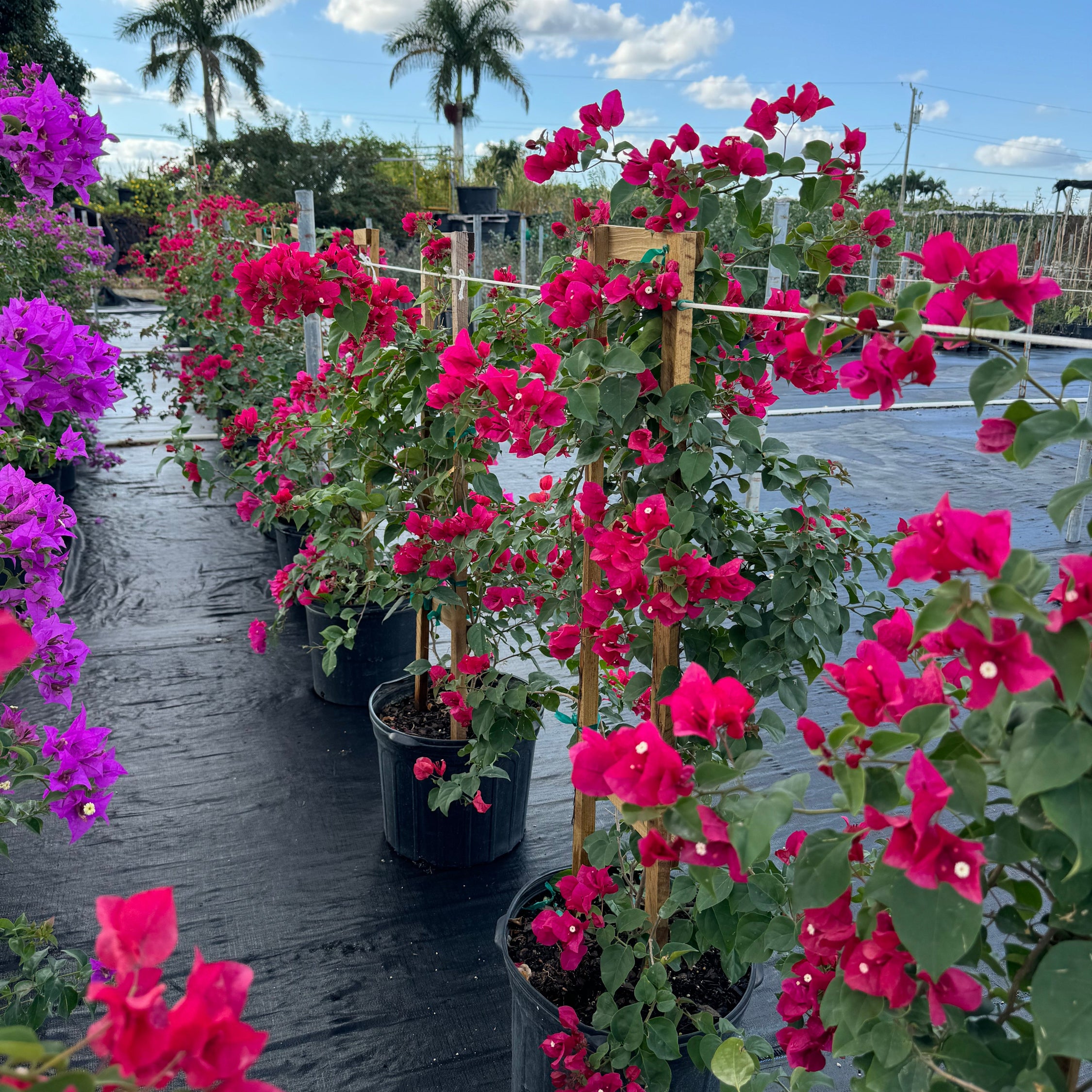 Bougainvillea Pink Flower Trellis Form, Miami Pink Flowering Tree in 5-gallon nursery pot with bright pink blooms trained on wooden stakes in a nursery row, ideal for tropical garden landscapes and vibrant property borders.