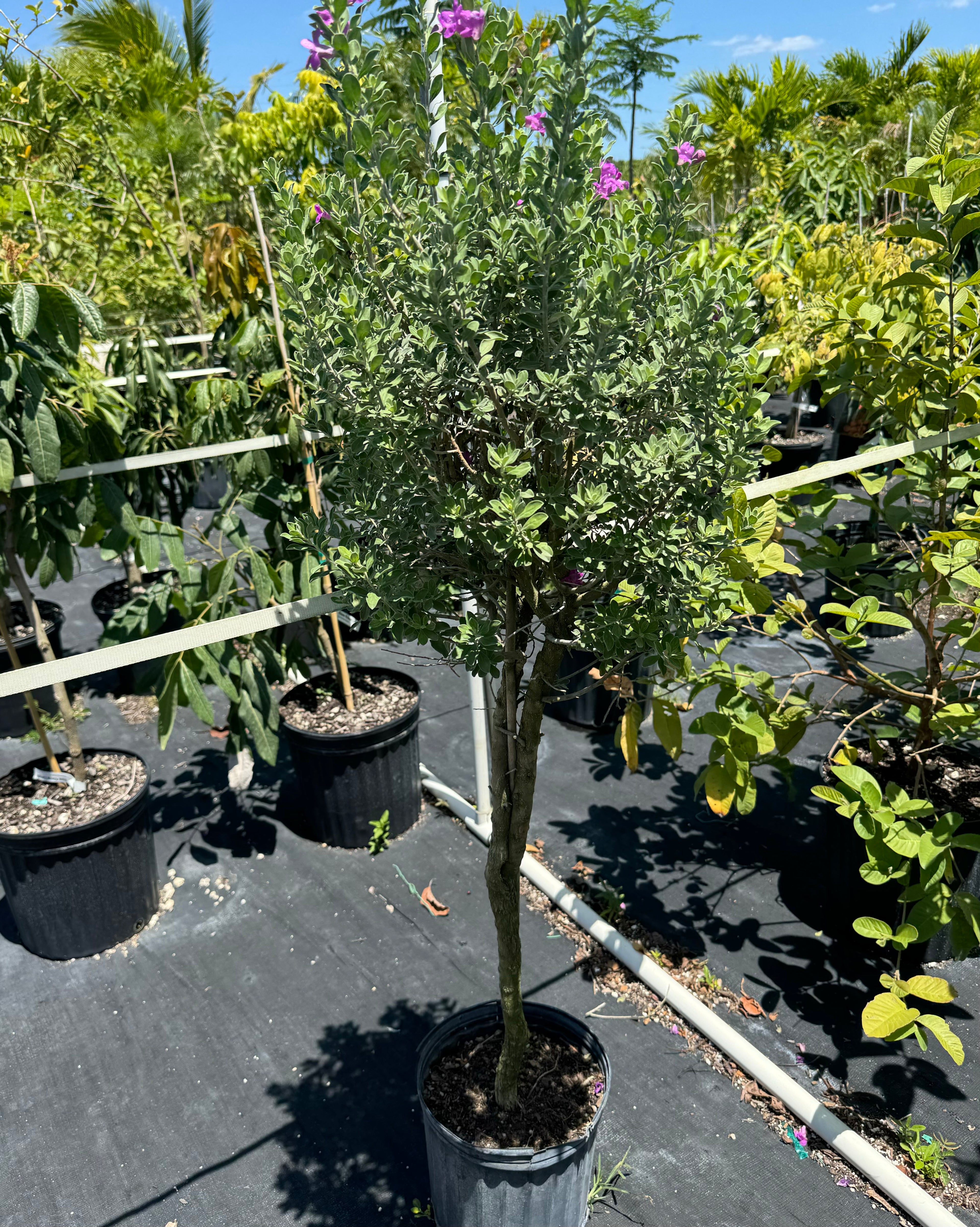 Texas Sage, Tree Form Silverleaf Purple Sage outside