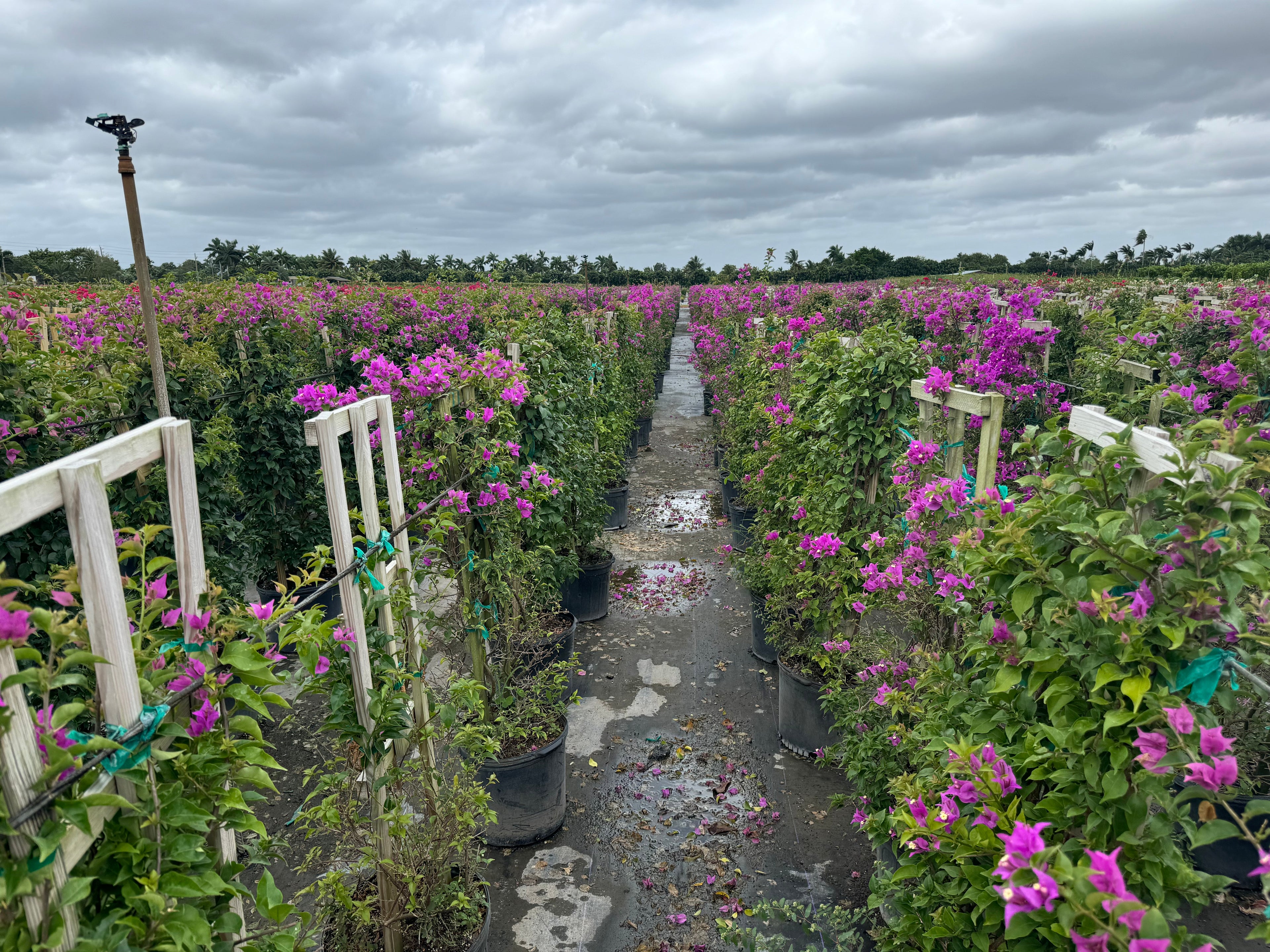 Bougainvillea Purple Flower in Trellis,, &