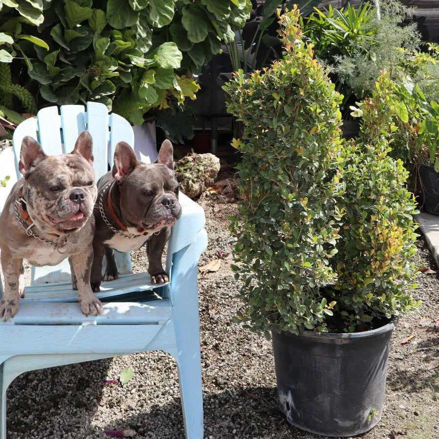 Mature Topiary Eugenia Dog Form, Frenchie Style in a 7-gallon nursery pot for outdoor use to amplify whimsical garden spaces or patios.