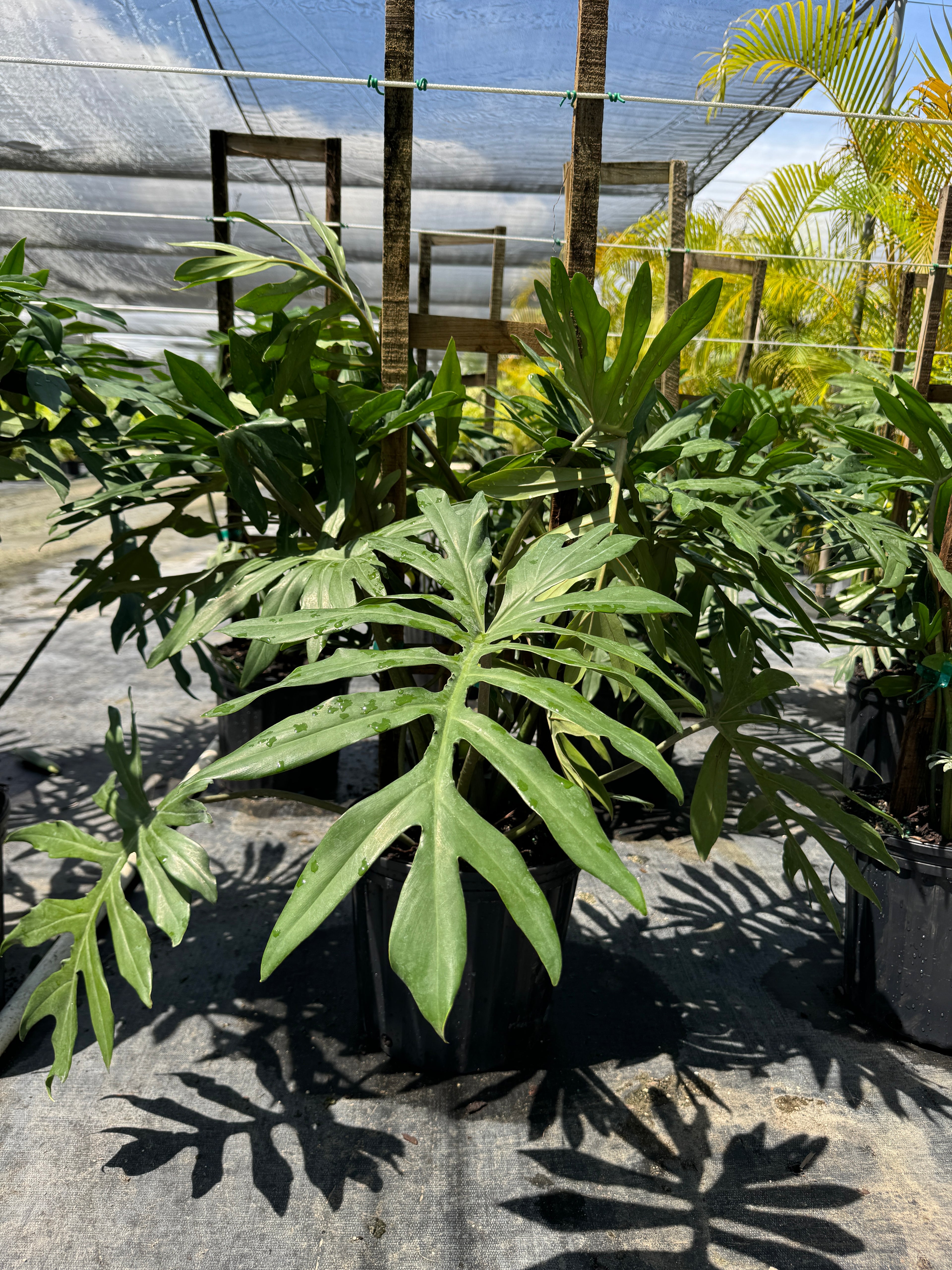 Philodendron Skeleton Key Split Leaf, Exotic Large Plant