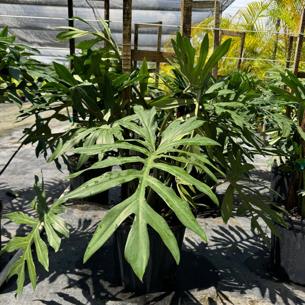 Several potted split-leaf philodendron plants sitting on black landscape fabric in an outdoor nursery