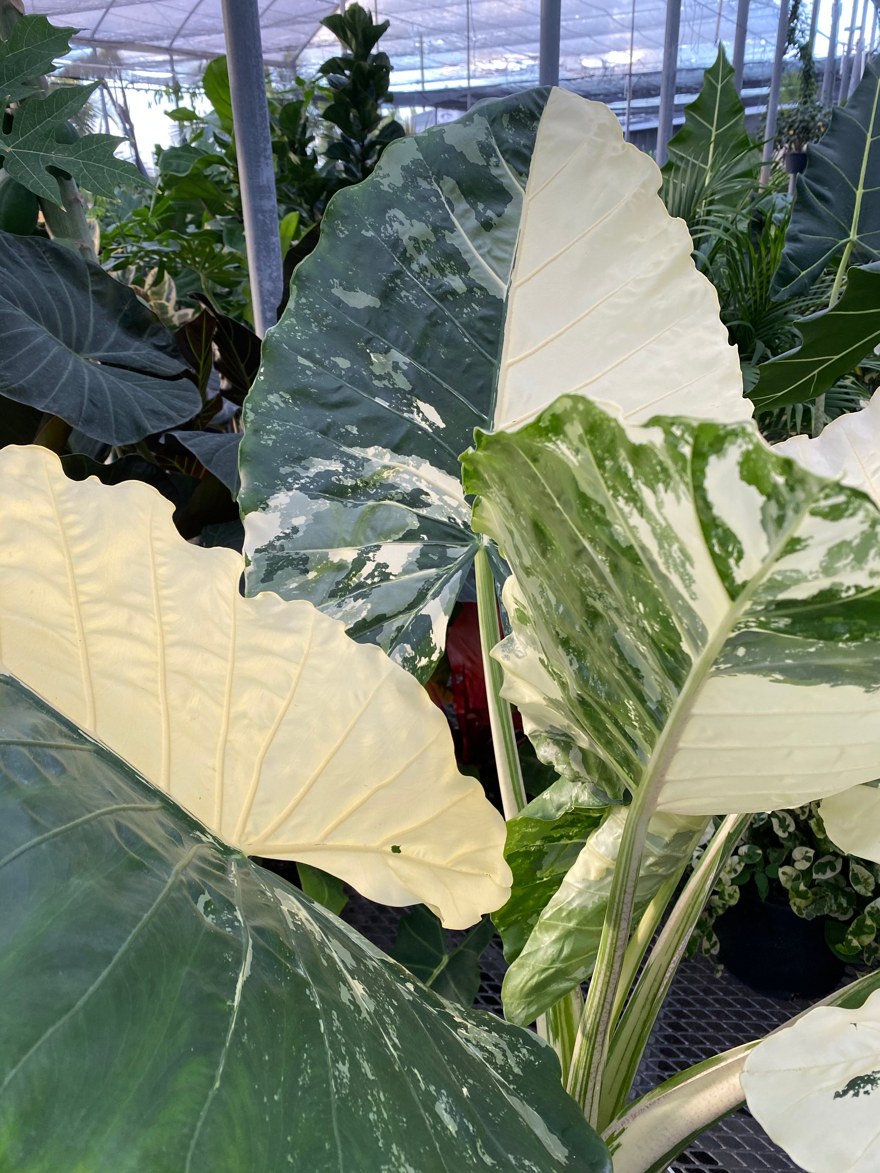 Alocasia Macrorrhiza Variegata, Collectors Rare And Exotic.