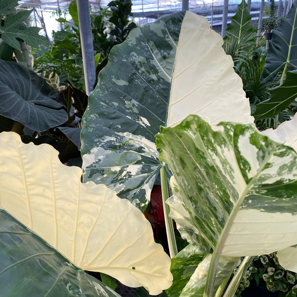 Close up of Alocasia Macrorrhiza Variegata featuring massive heart-shaped leaves with stunning cream and green marbling and thick upright stems, ideal for adding a bold tropical look to any plant collection.