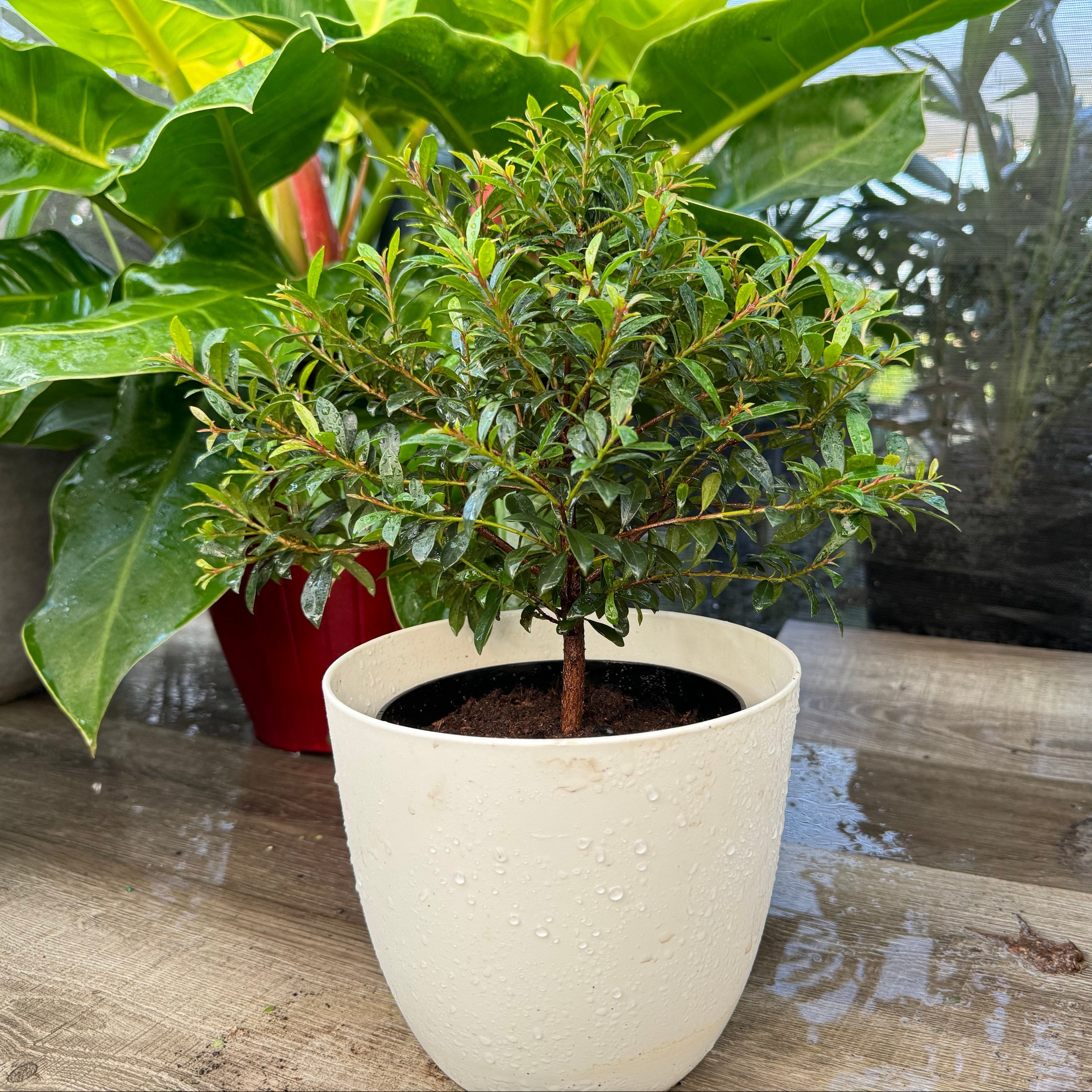 Topiary Eugenia Tree Form Bonsai in white deco pot 1gal