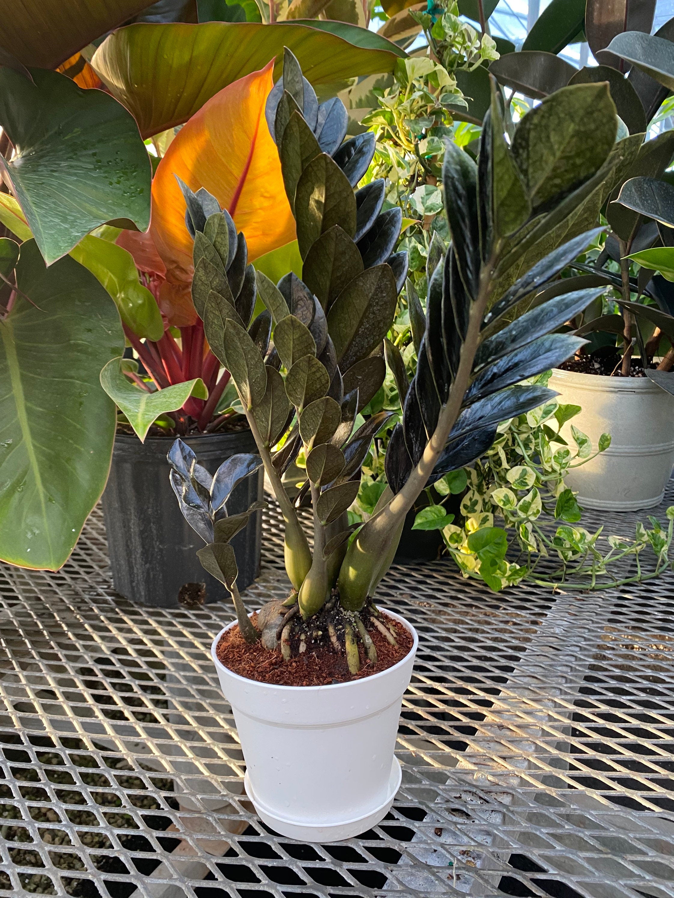 ZZ Plant Black Raven, Live Indoor Plant