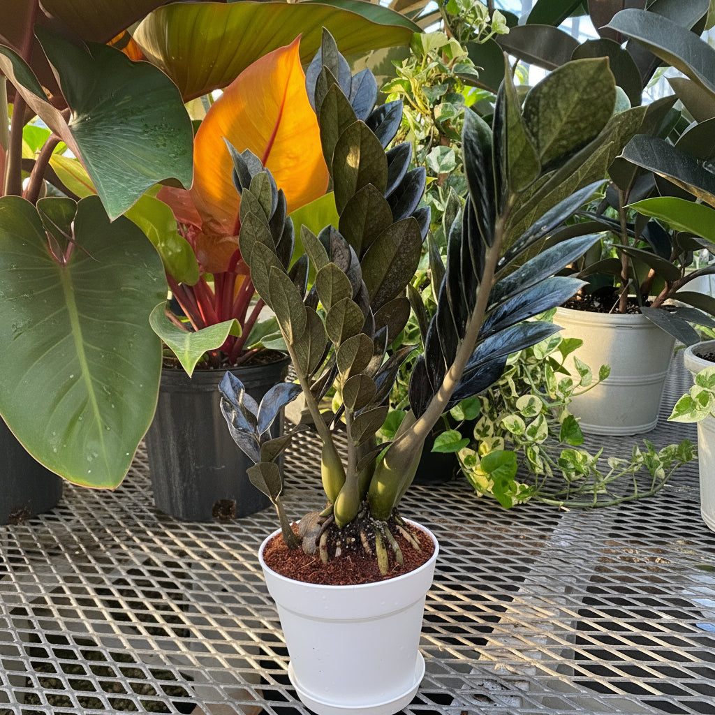 A ZZ plant with dark purple-black leaves in a white pot sitting on a metal grate table.