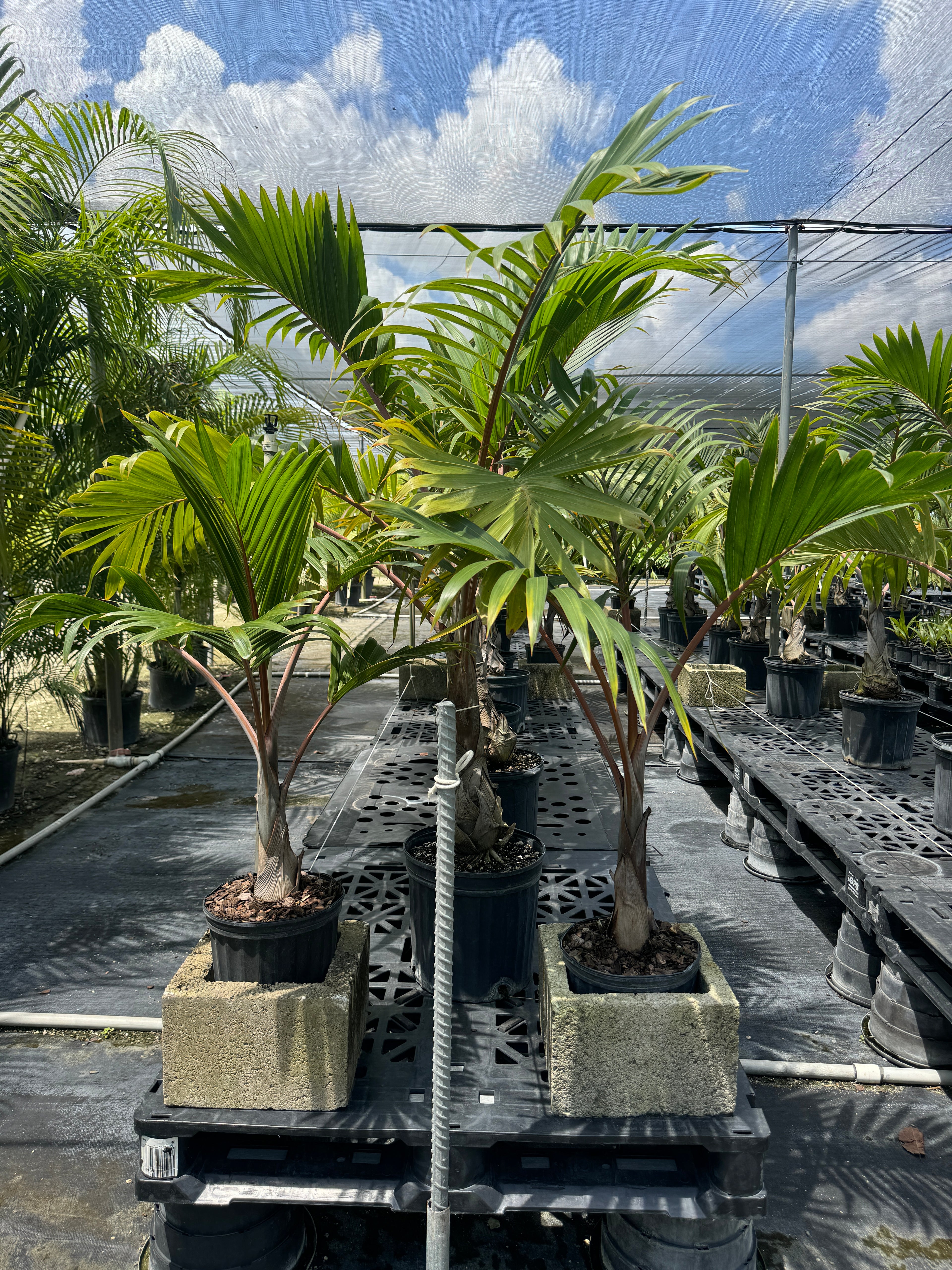 Cuban Bottle Palm, Colpothrinax wrightii, Palma Barrigona
