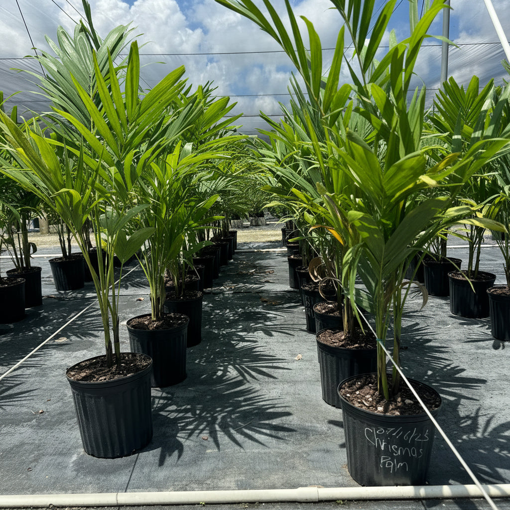 christmas palm in a black 7gal pot