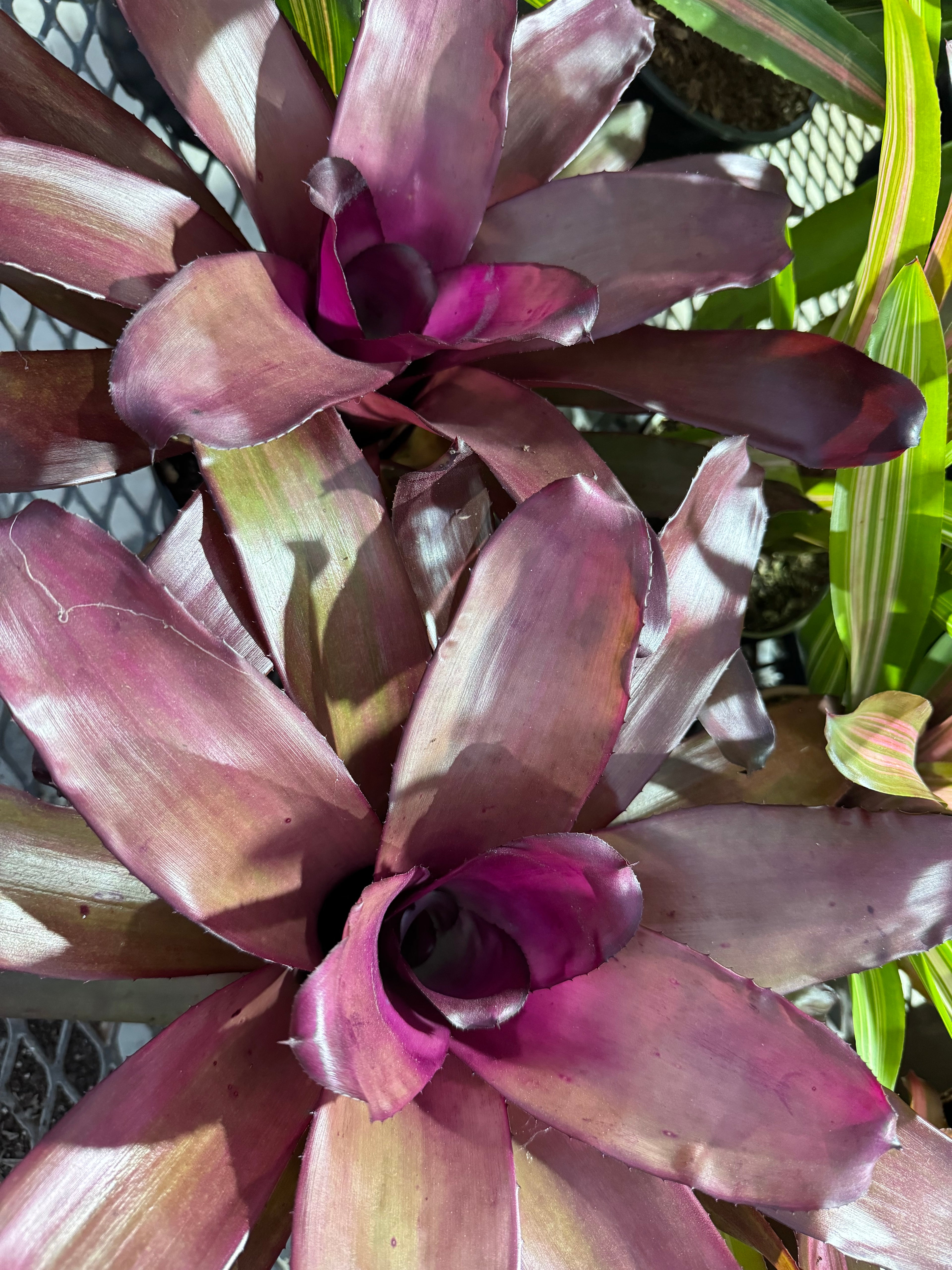 Bromeliad, Neoregelia Puppy Love