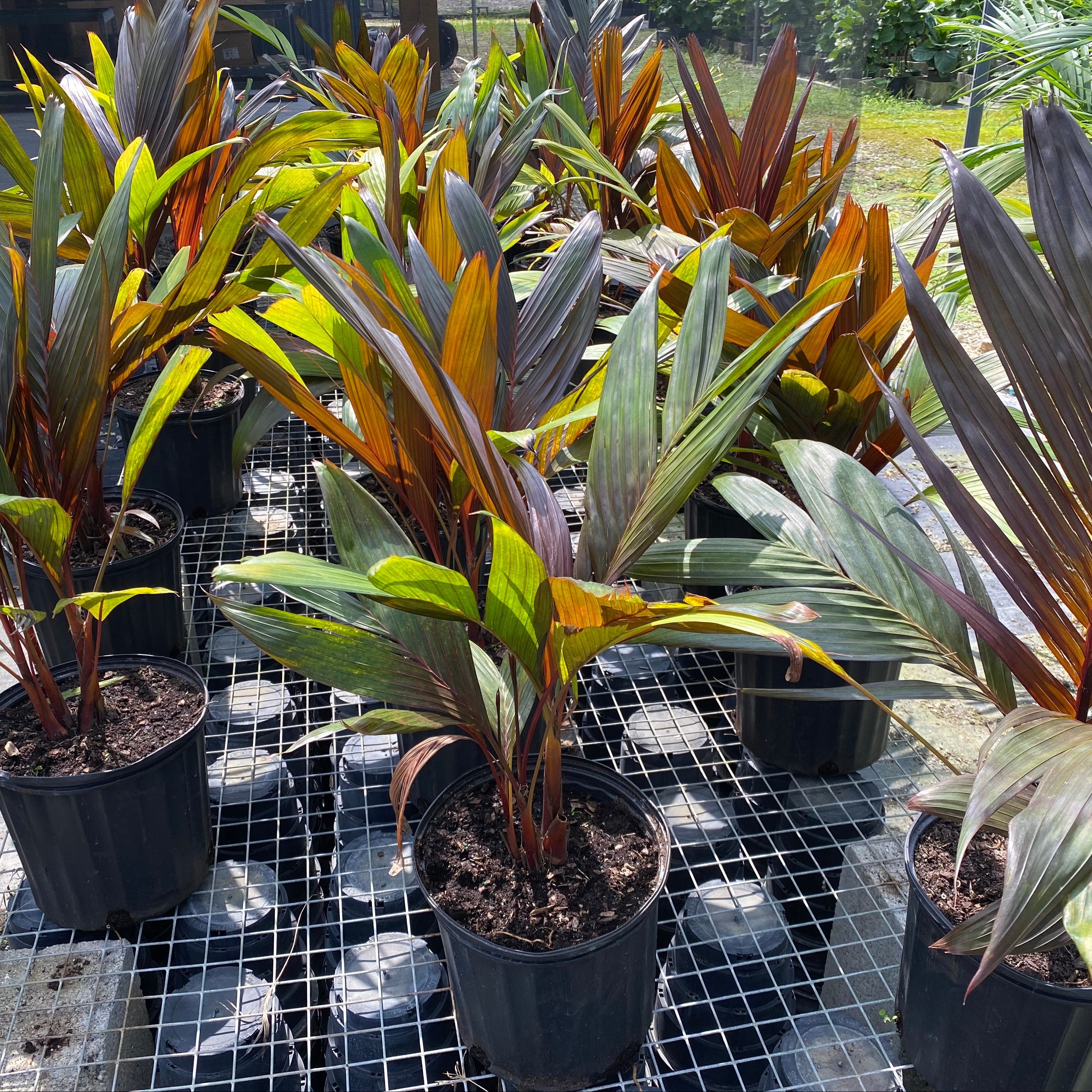 Areca Vestiaria, Red Crownshaft Palms featuring striking bright red stems and lush green fronds in 2 gallon black nursery pots