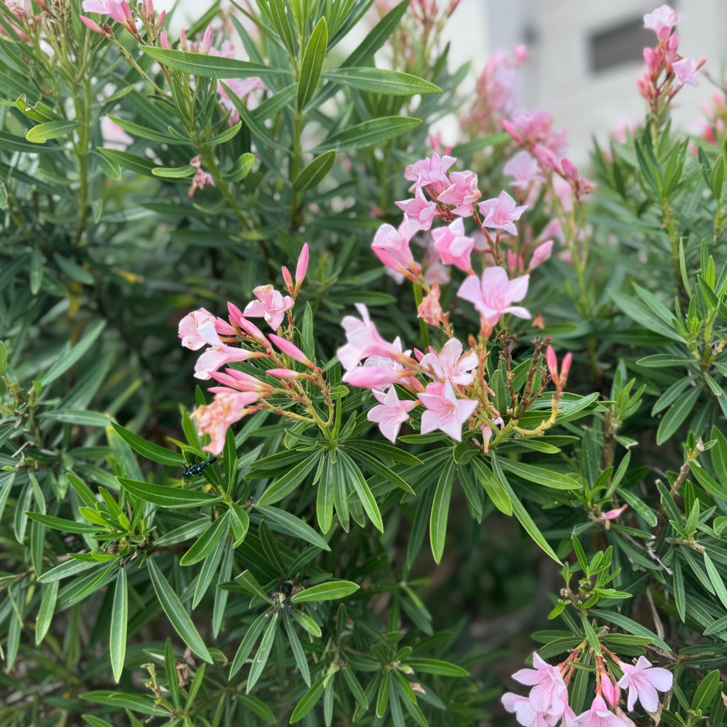 A close-up image of the Oleander Calypso Pink Flowering Tree, showcasing its pink flower clusters and green foliage.