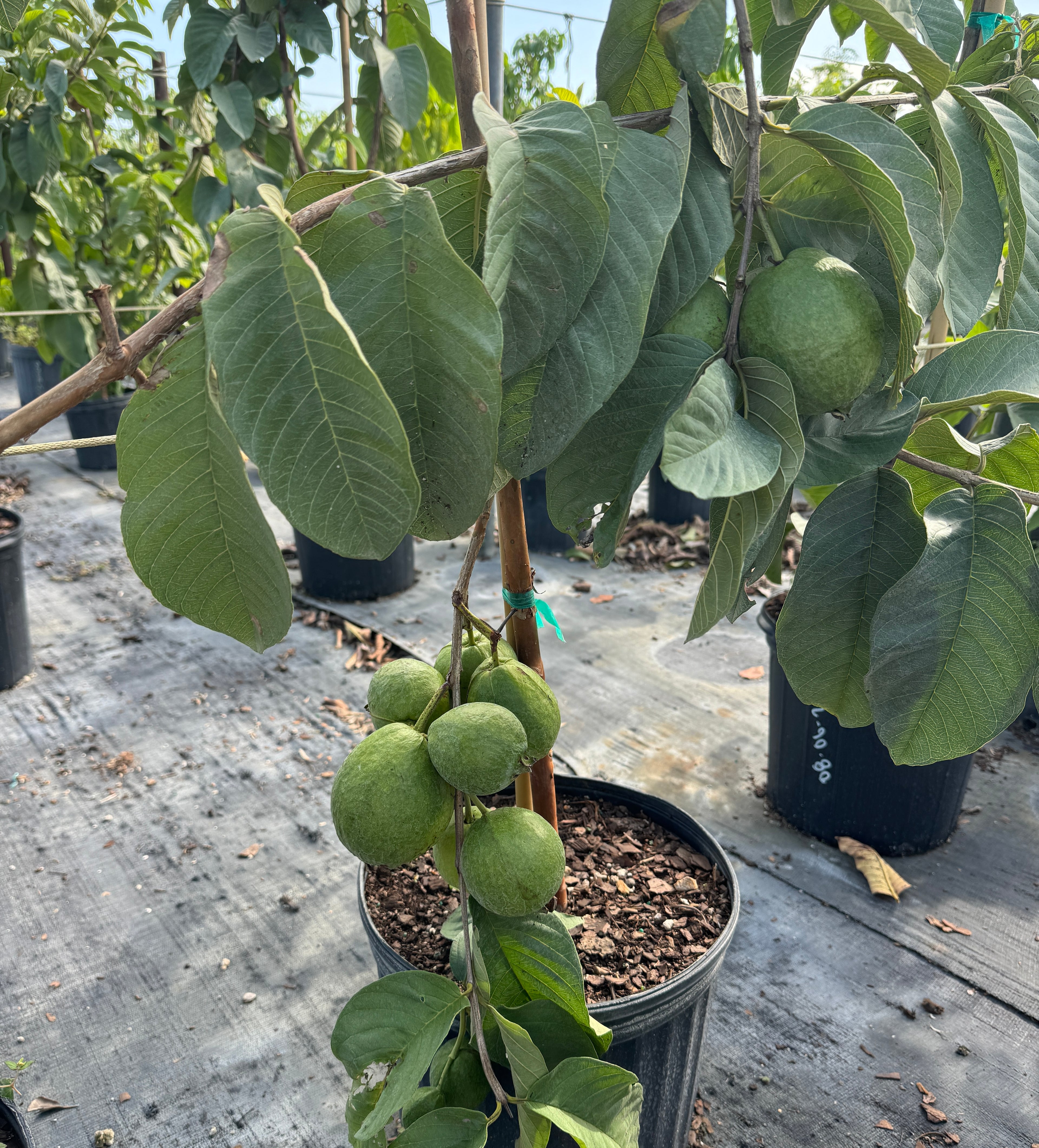 Ruby Supreme Guava Fruit Tree, Psidium Guajava
