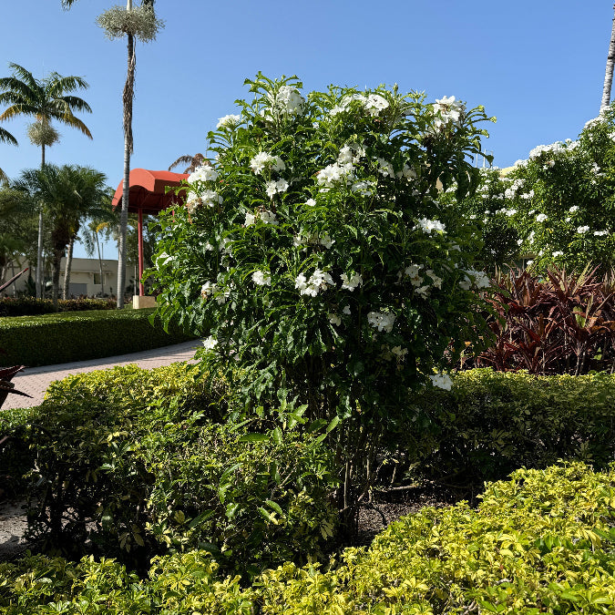 Mature Bridal Bouquet Plumeria White Flowering Plant, featuring a dense canopy of elongated glossy green foliage heavily adorned with elegant clusters of delicate white blooms, growing as a magnificent shrub in a beautifully landscaped outdoor setting in front of a white architectural balustrade, ideal as a stunning tropical focal point and vibrant landscape feature.