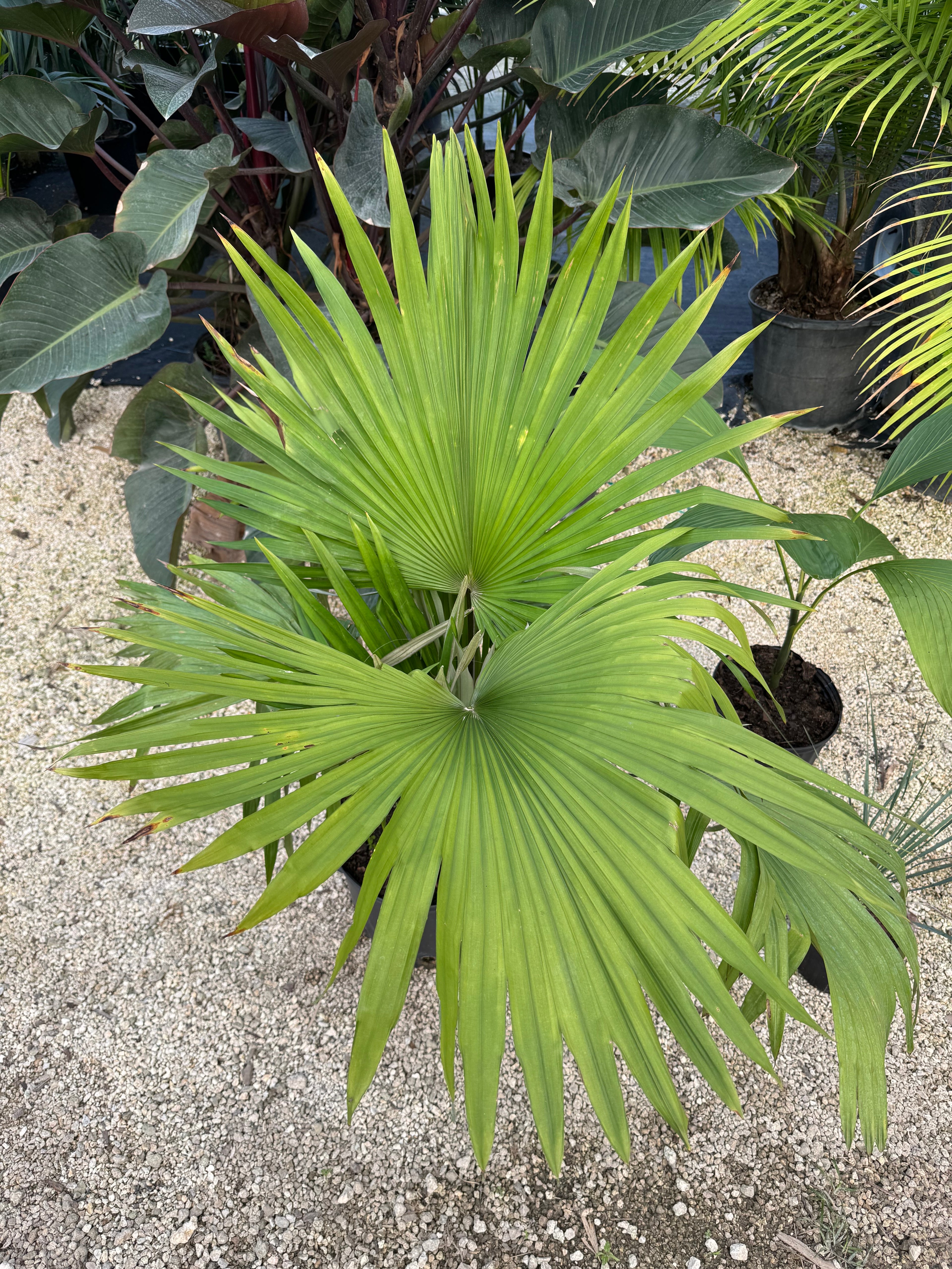 leaves of Kerriodoxa Elegans Palm Tree, Rare and Exotic
