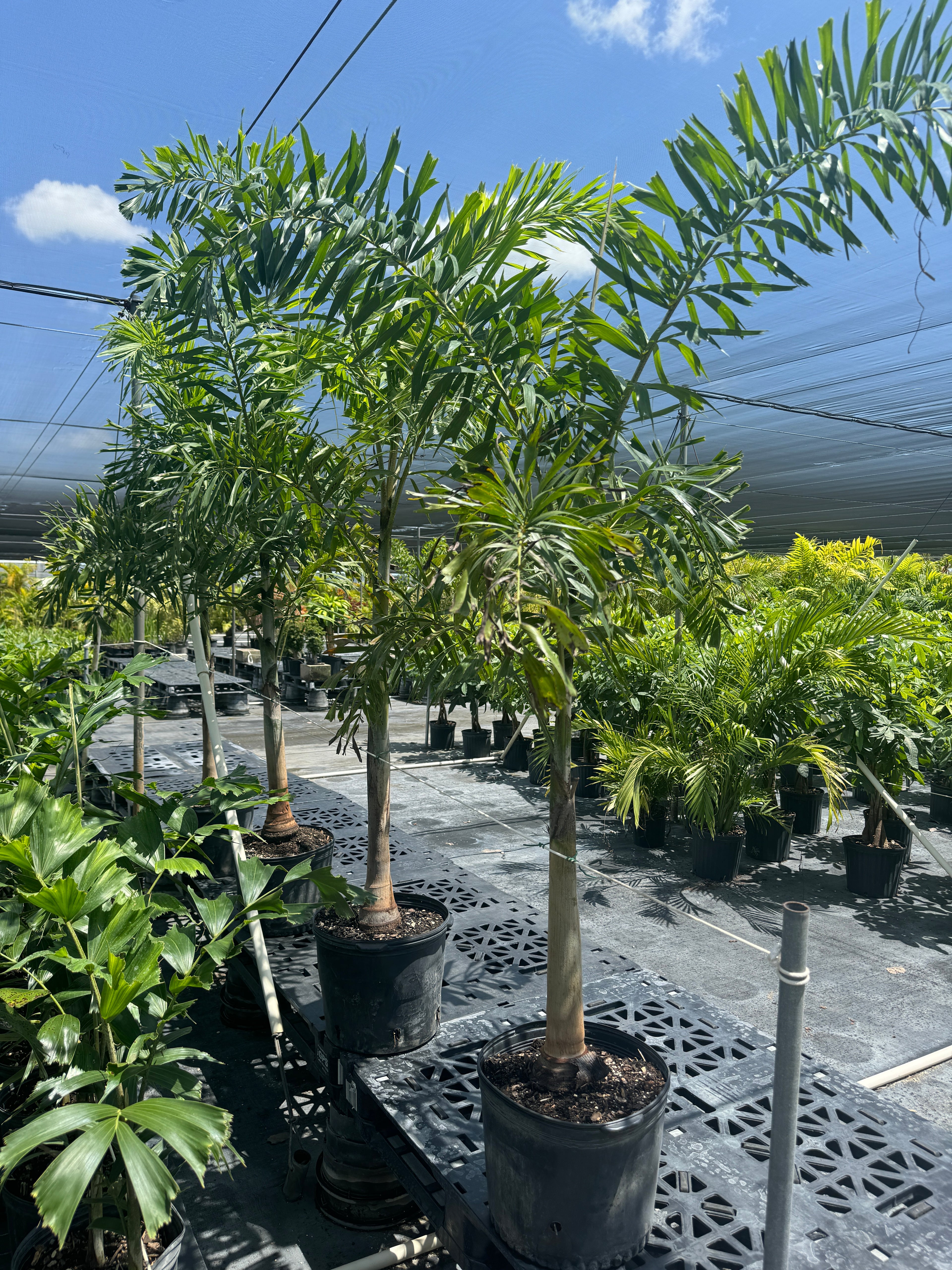 Foxtail Palm Single, Wodyetia bifurcata