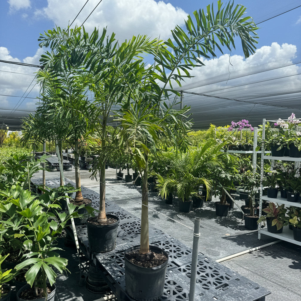 Foxtail Palm Single, Wodyetia bifurcata in a 7gal pot