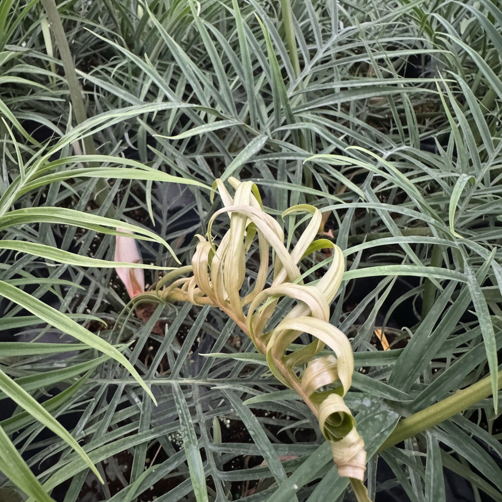 close view of Philodendron Tortum, Fern Leaf Vining Plant