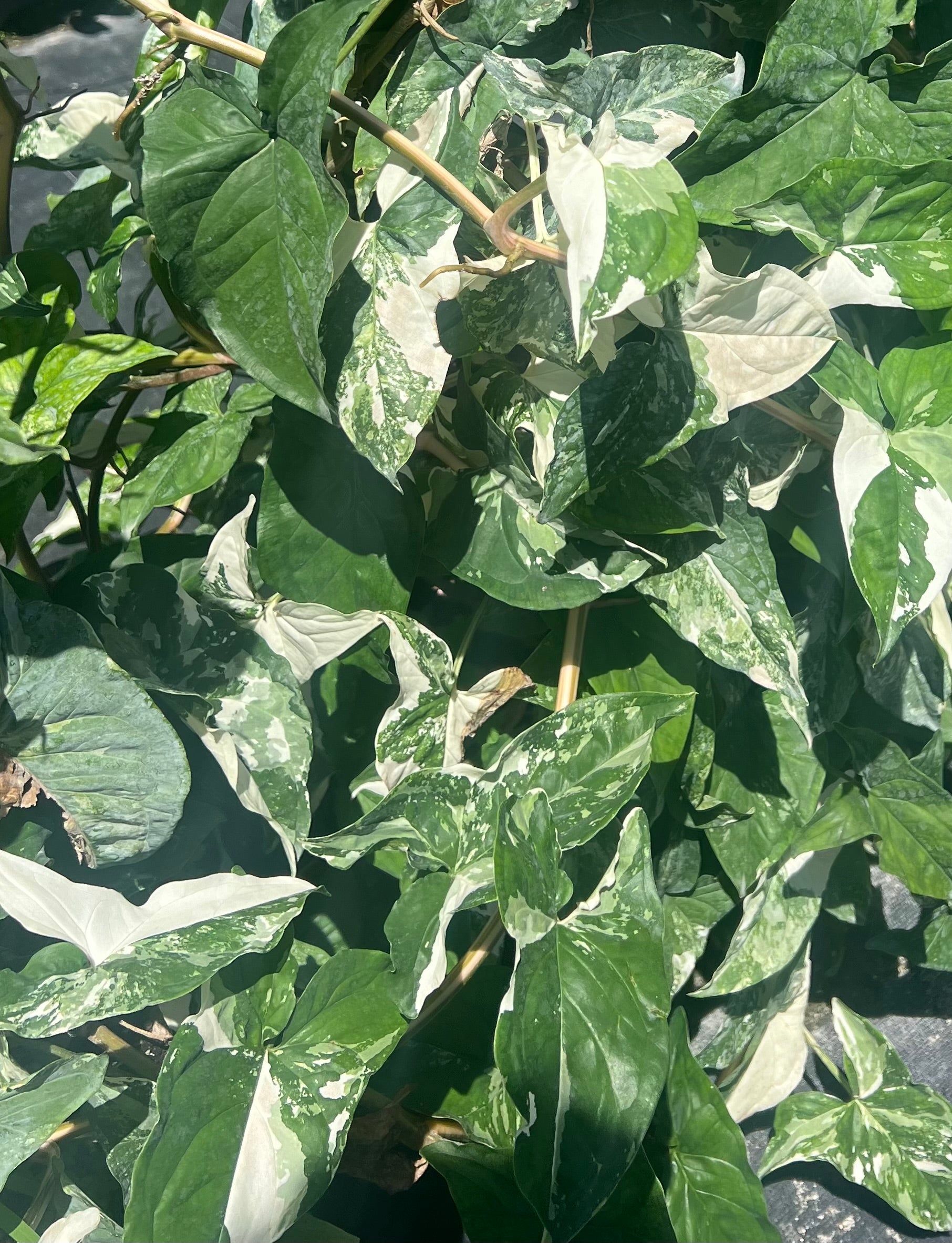 Leaves of Pothos Albo Variegated in Trellis