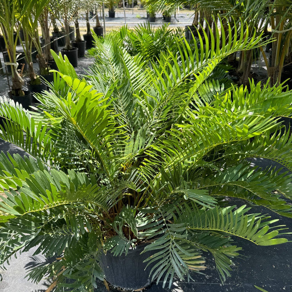 uper view of Coontie Palm, Zamia Fern