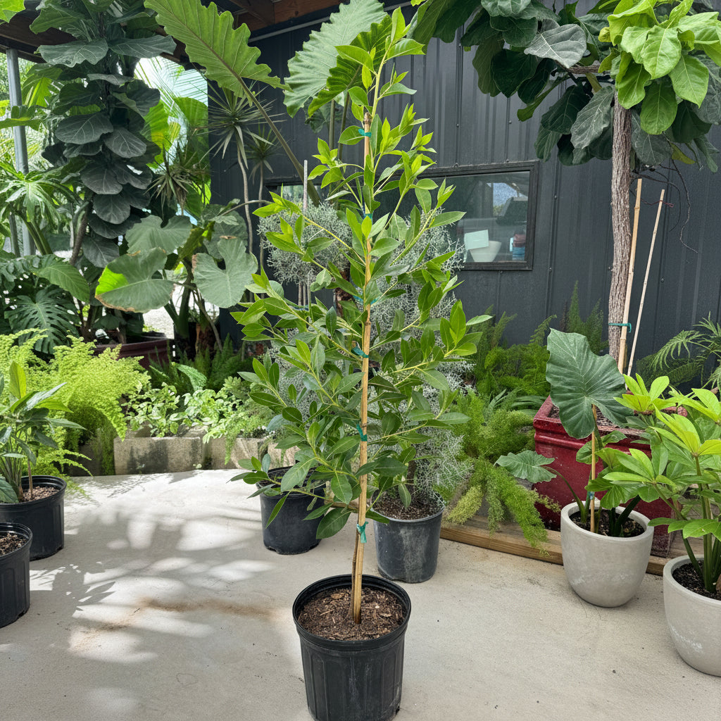 Green Buttonwood, Conocarpus Erectus, in nursery pot 2gal