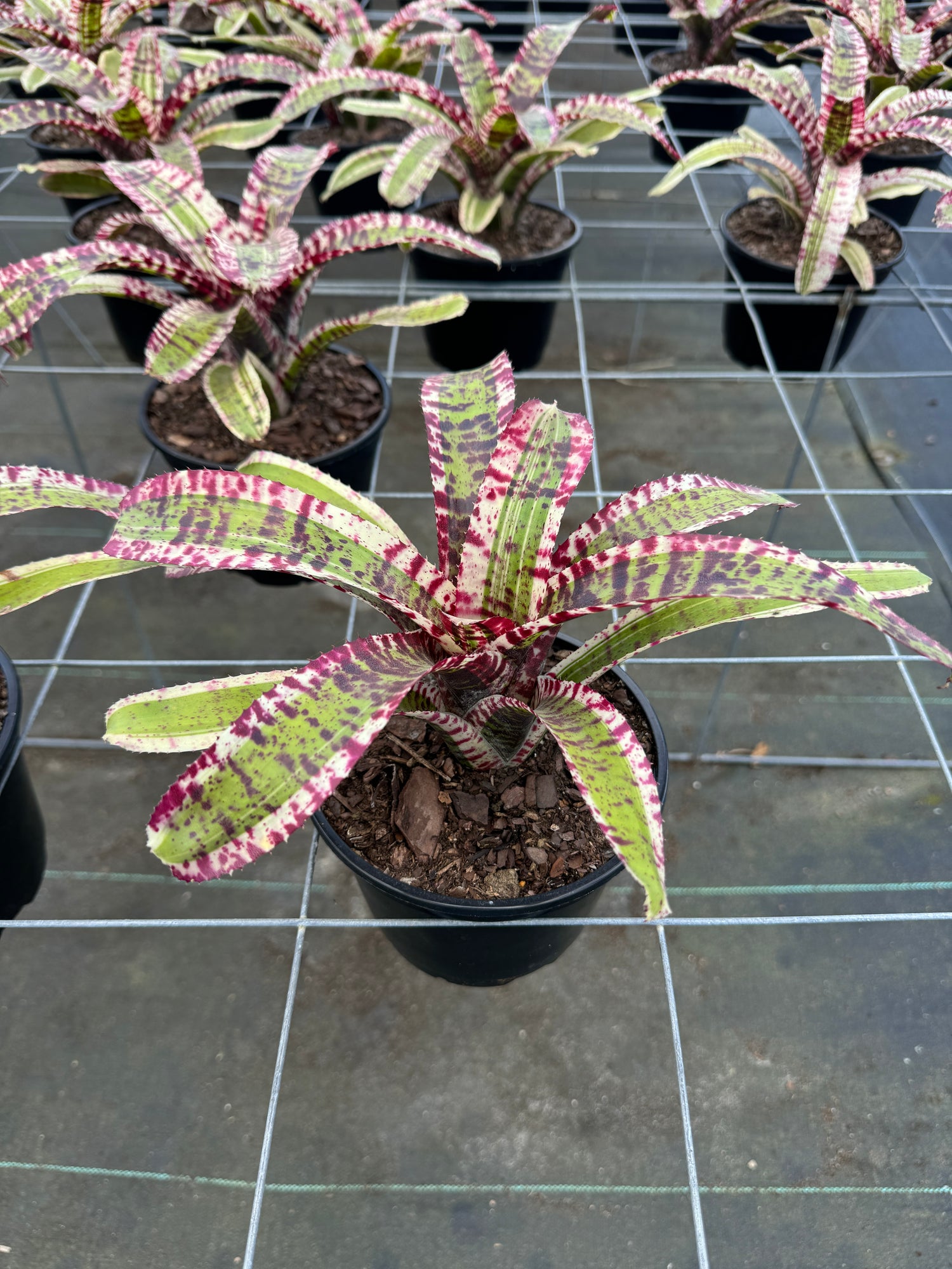 Bromeliad, Neoregelia Hypnotic