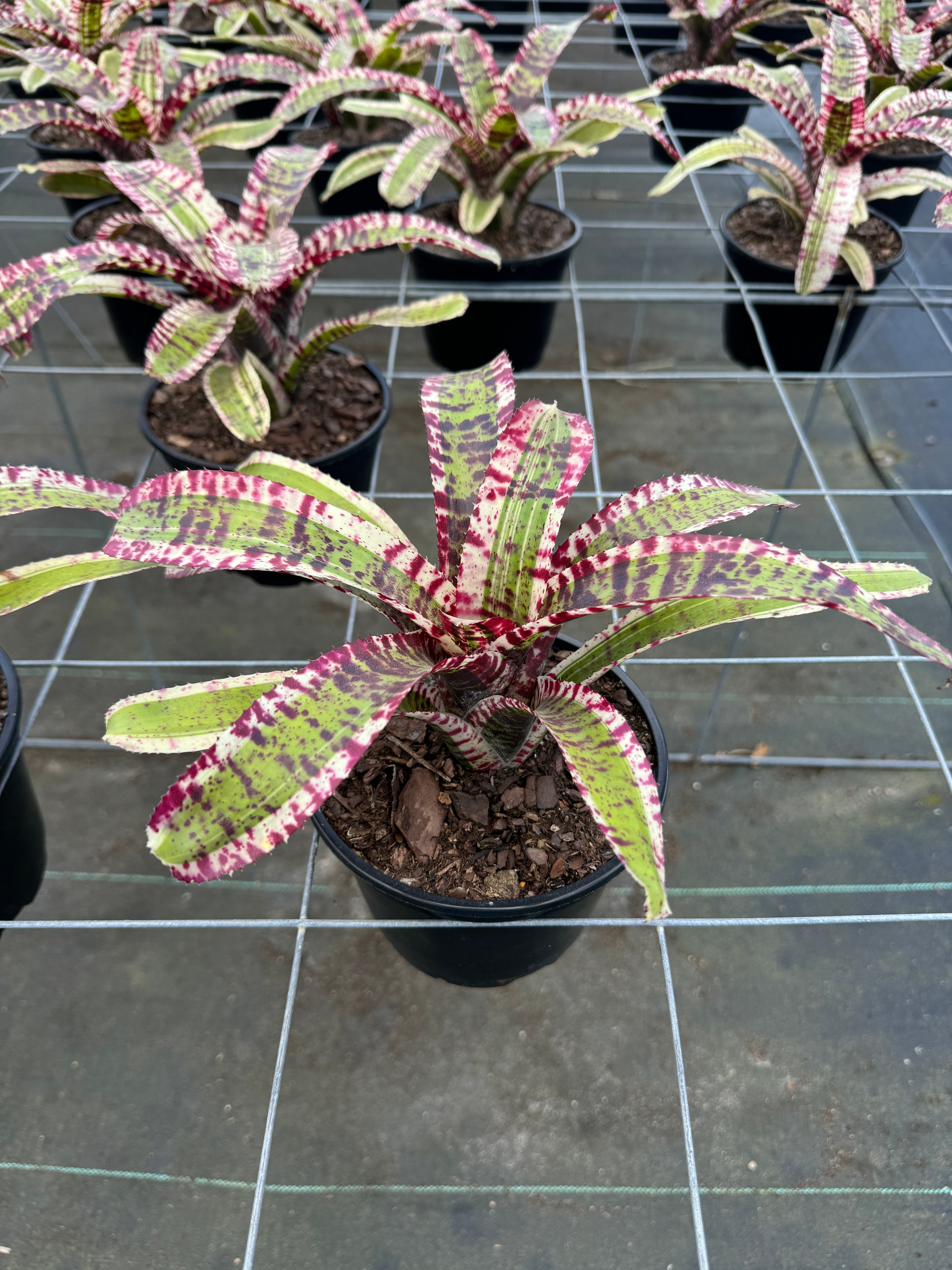 Bromeliad, Neoregelia Hypnotic