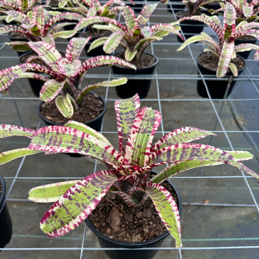 Bromeliad, Neoregelia Hypnotic
in a 6in pot