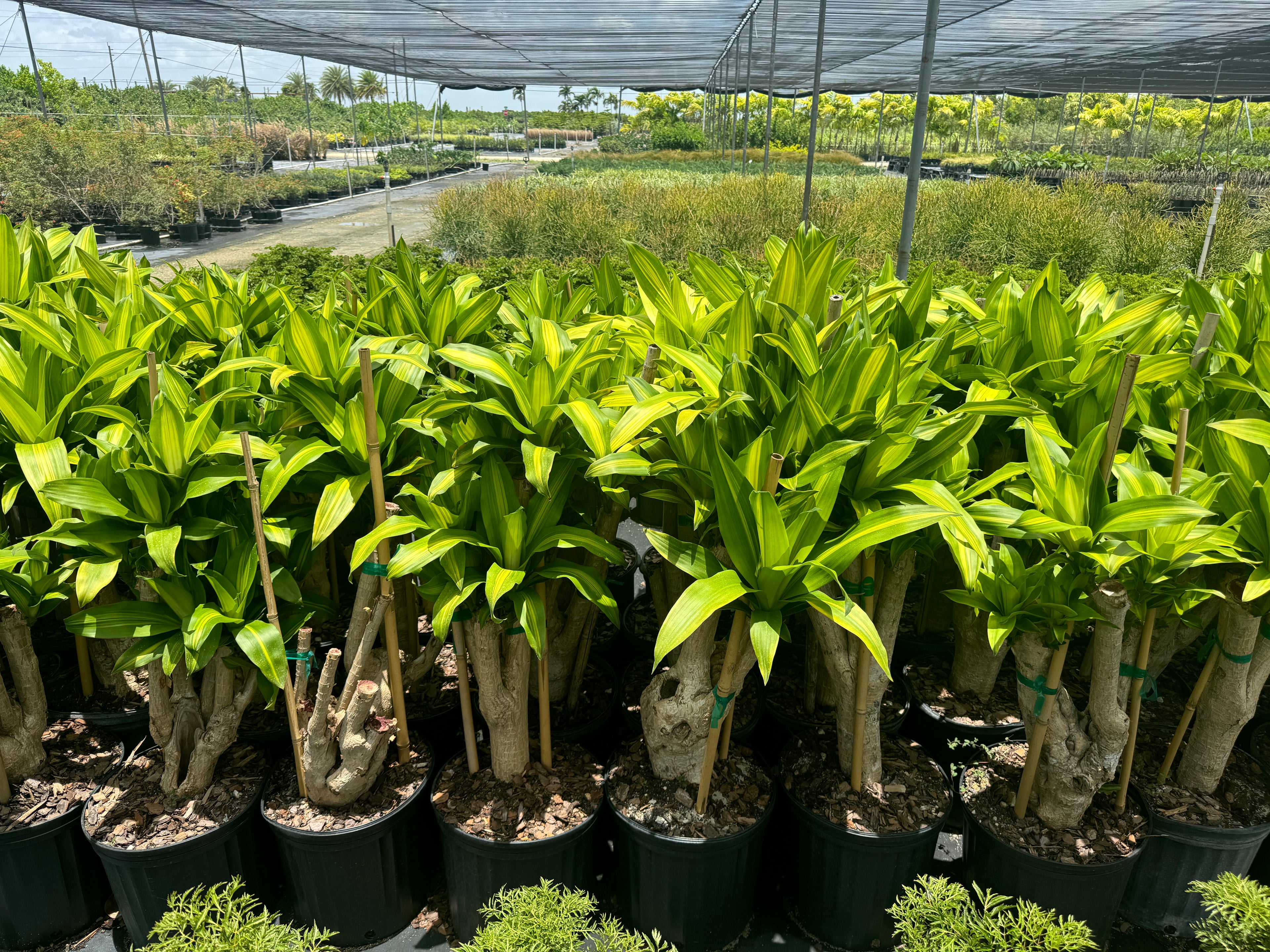 Dracaena Massangeana Mass Cane Stump Form, Corn Plant
