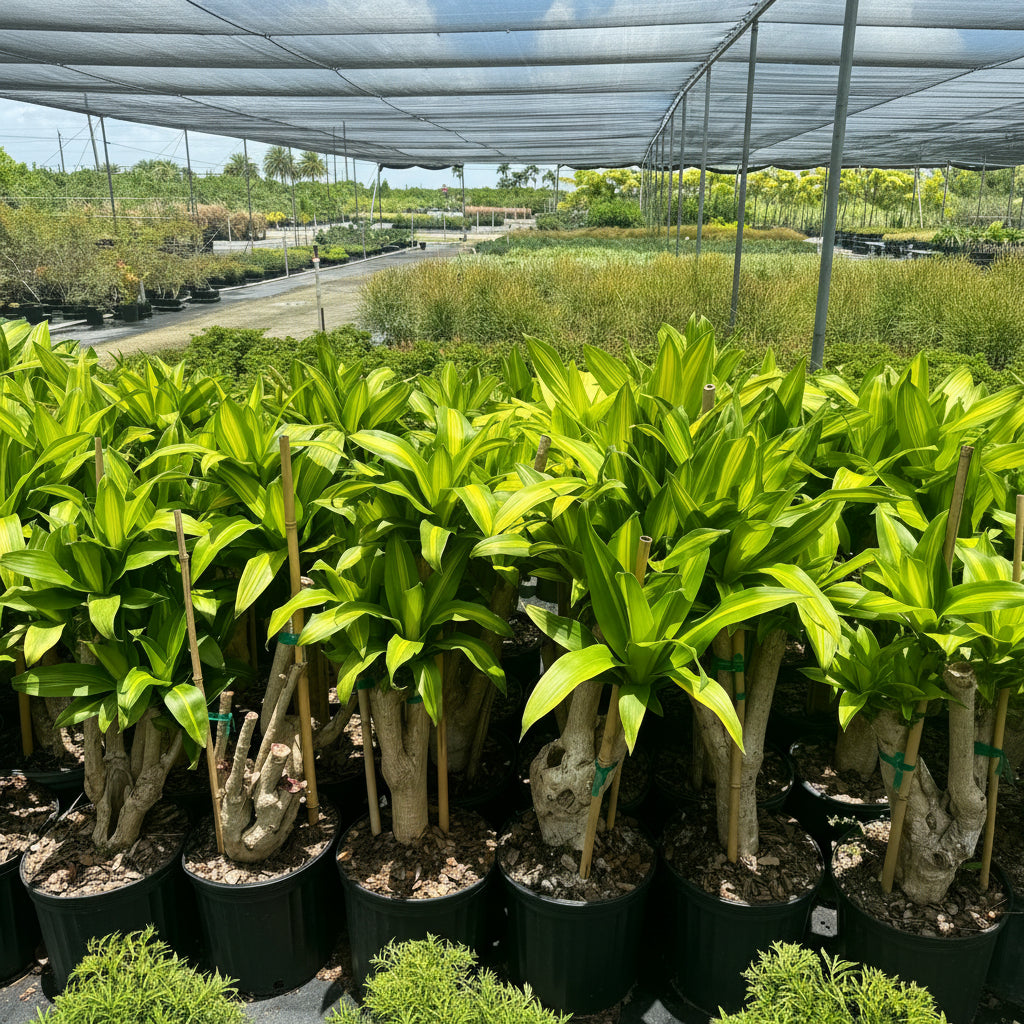 A row of potted Dracaena Mass Cane featuring sturdy, woody stems and lush green foliage