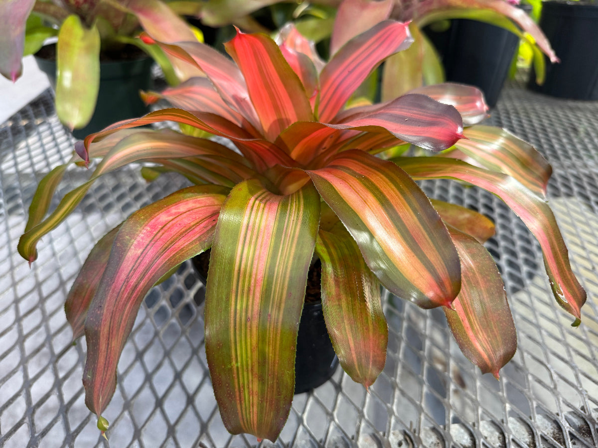 Close up of a potted Bromeliad Neoregelia Freddy.