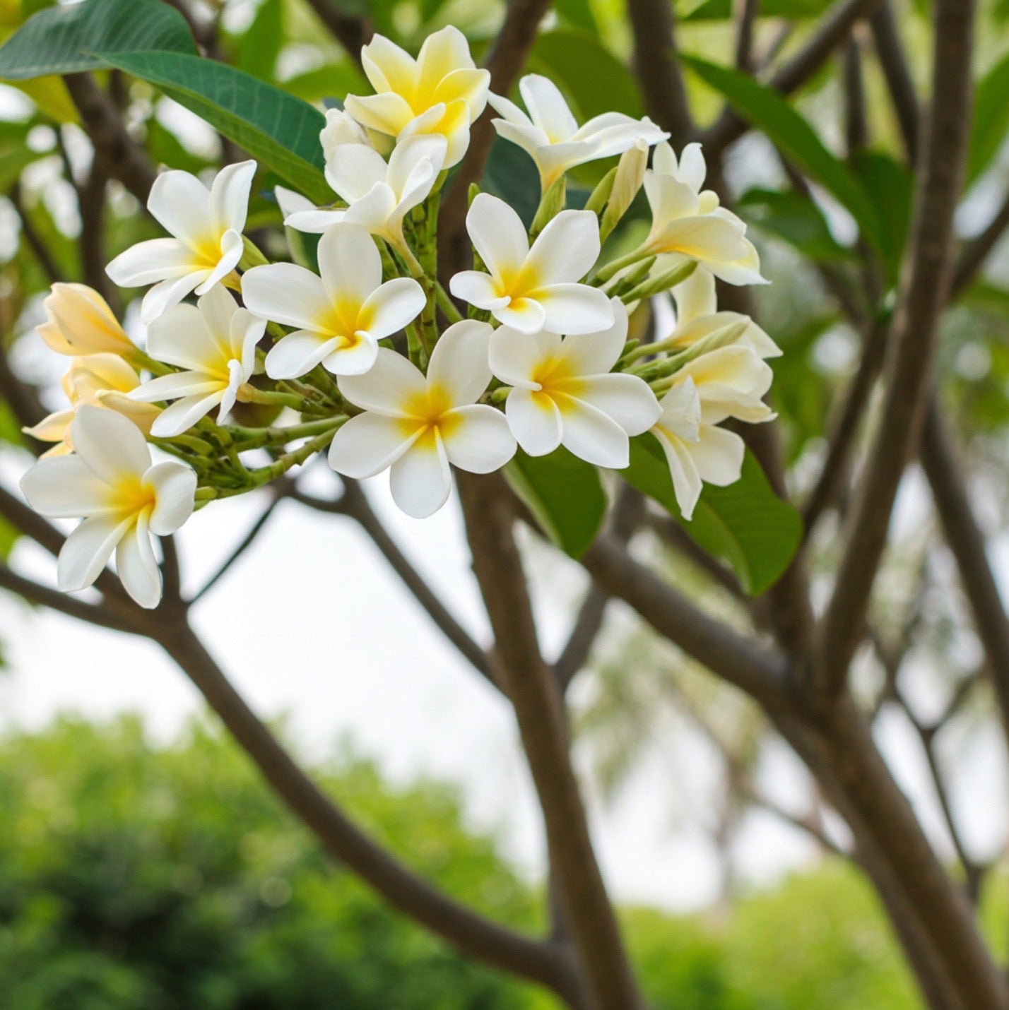 Plumeria Rubra White Orchid Flowering Tree