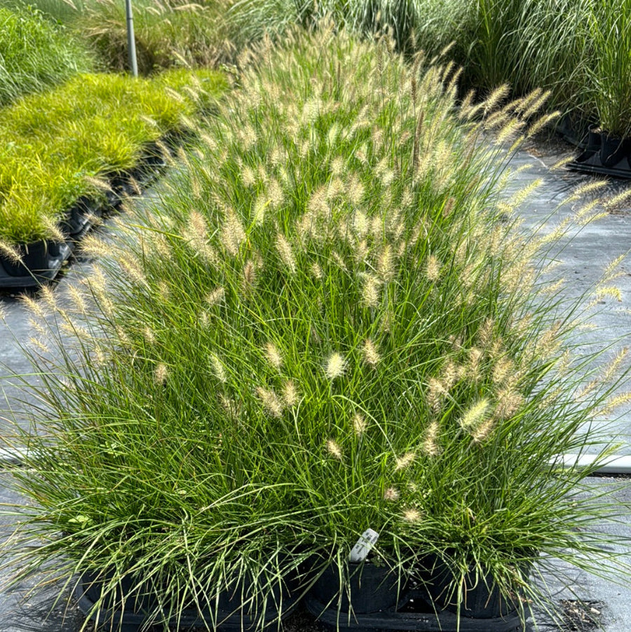A view of a lush Dwarf White Fountain Grass &
