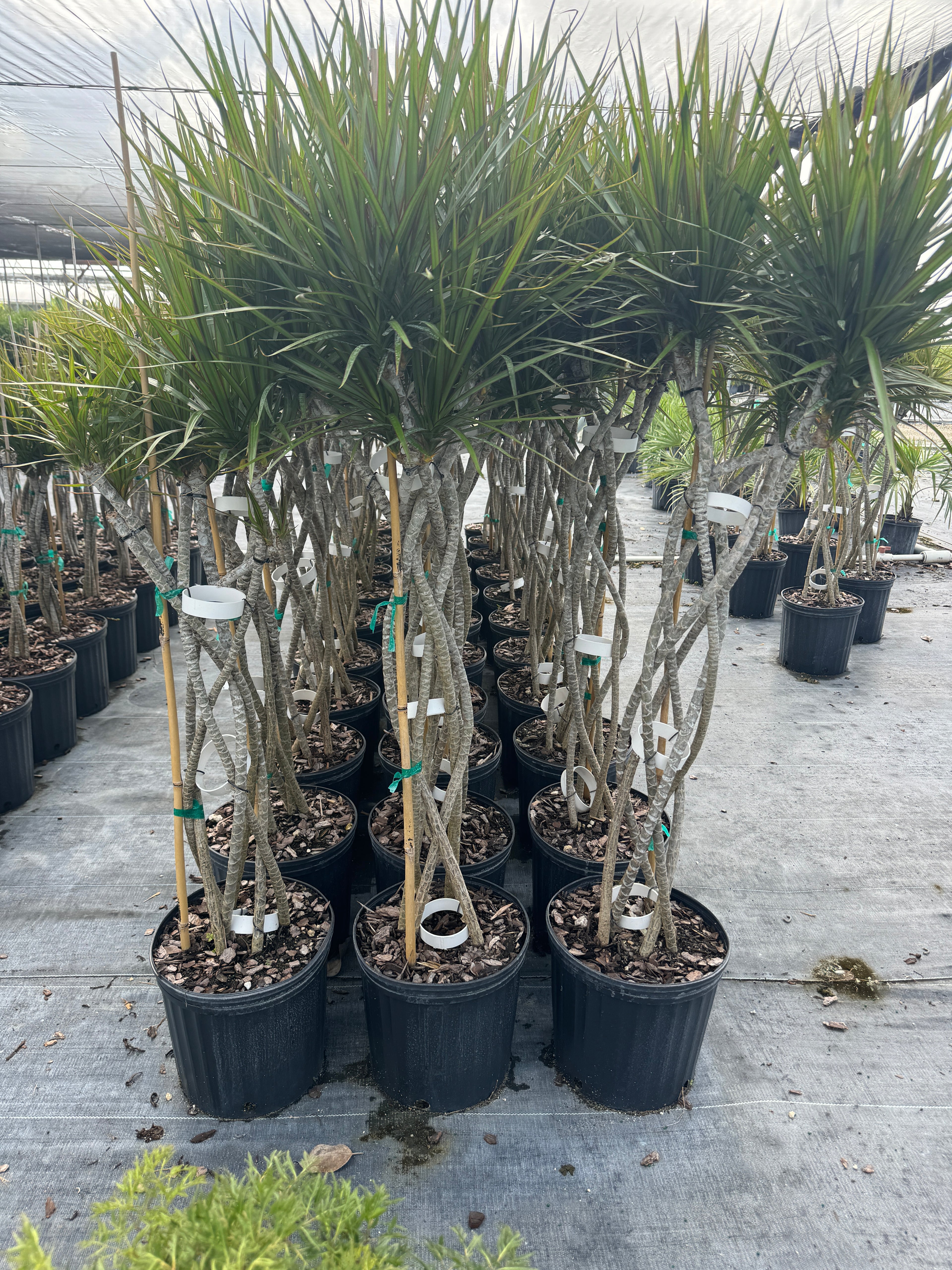 Dracaena Open Braided Bicolor, Dragon Tree Open Braid Trunk