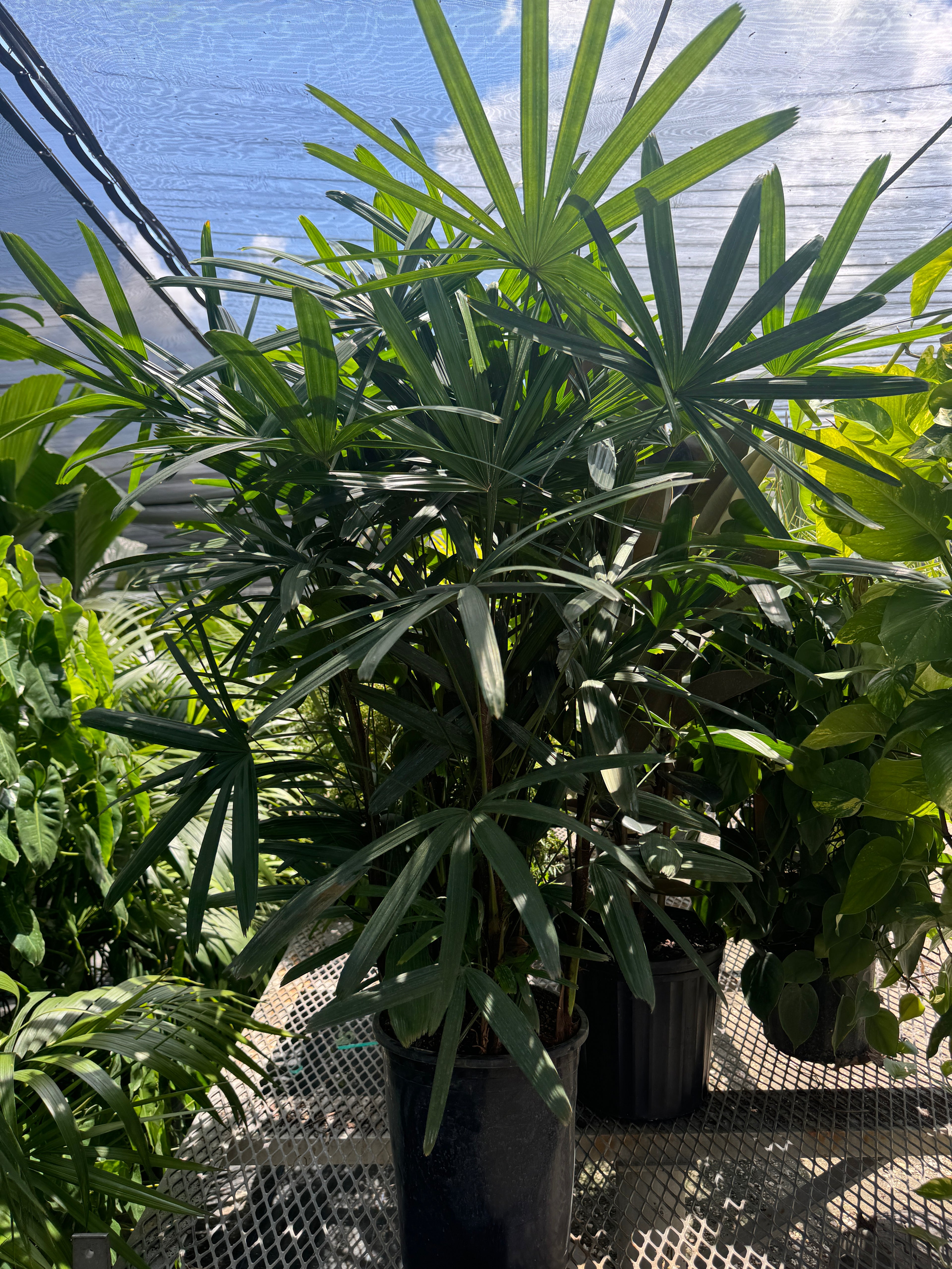 Lady Palm, Rhapis Excelsa, Indoor Queen Palm