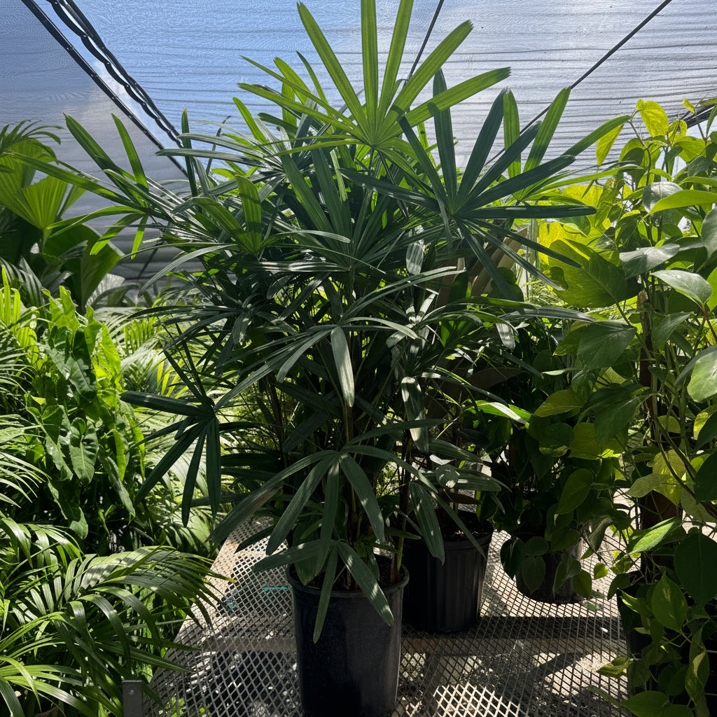 Lady Palm, Rhapis Excelsa, Indoor Queen Palm in a black grower pot with dense, dark green broadleaf fronds, ideal for an elegant houseplant collection or sun-drenched patio.