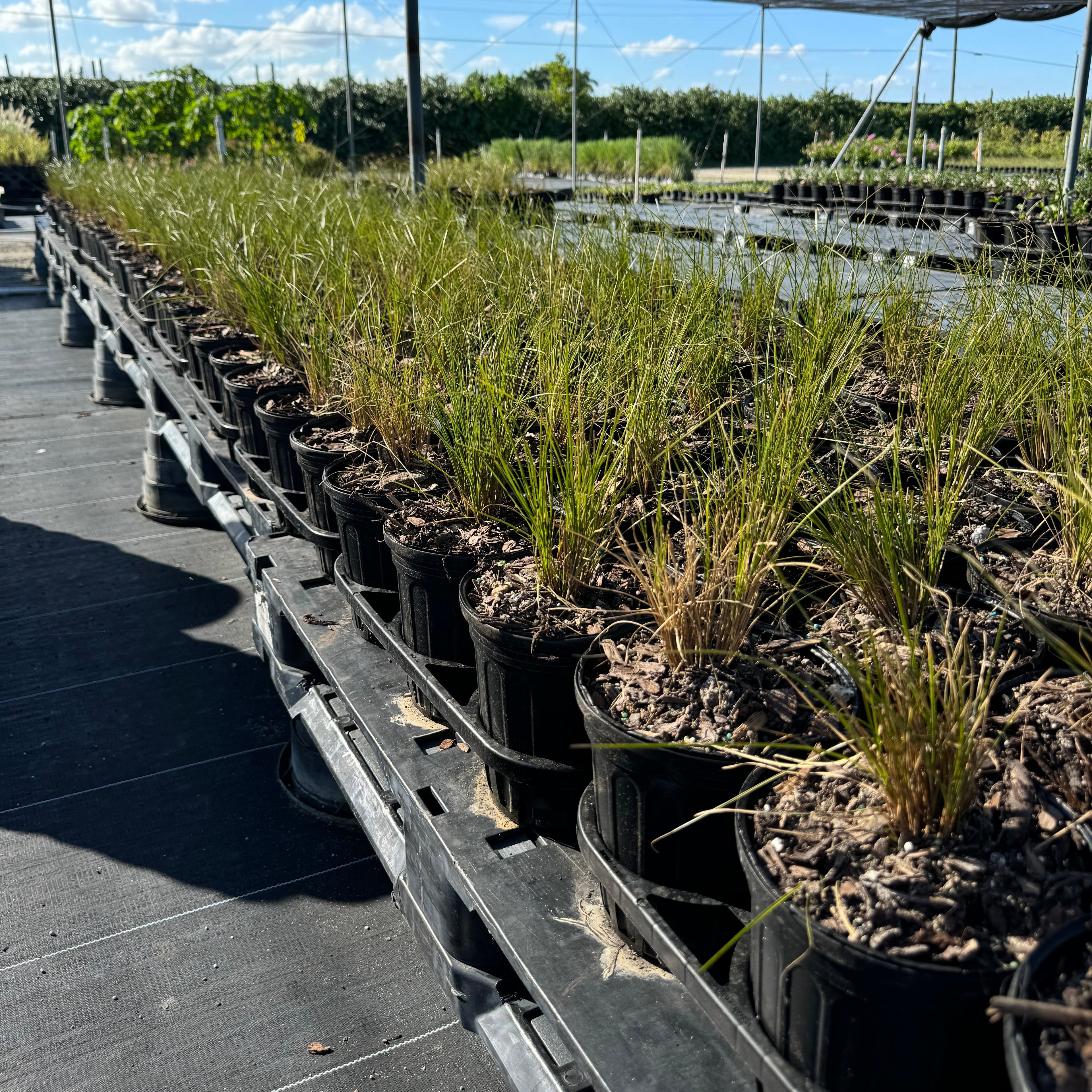 New Zealand Orange Sedge Grass in 6in in trays in rows