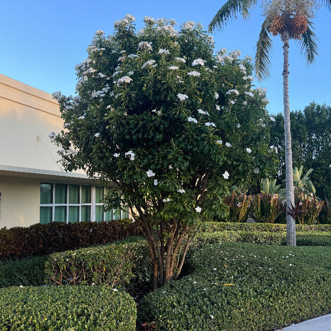 Mature Bridal Bouquet Plumeria White Flowering Tree, featuring a magnificent, multi-trunked canopy of lush, elongated glossy green foliage heavily adorned with elegant clusters of delicate white blooms, growing prominently in a beautifully landscaped outdoor garden setting surrounded by manicured low hedges next to a paved walkway, ideal as a stunning tropical focal point and grand landscape feature.