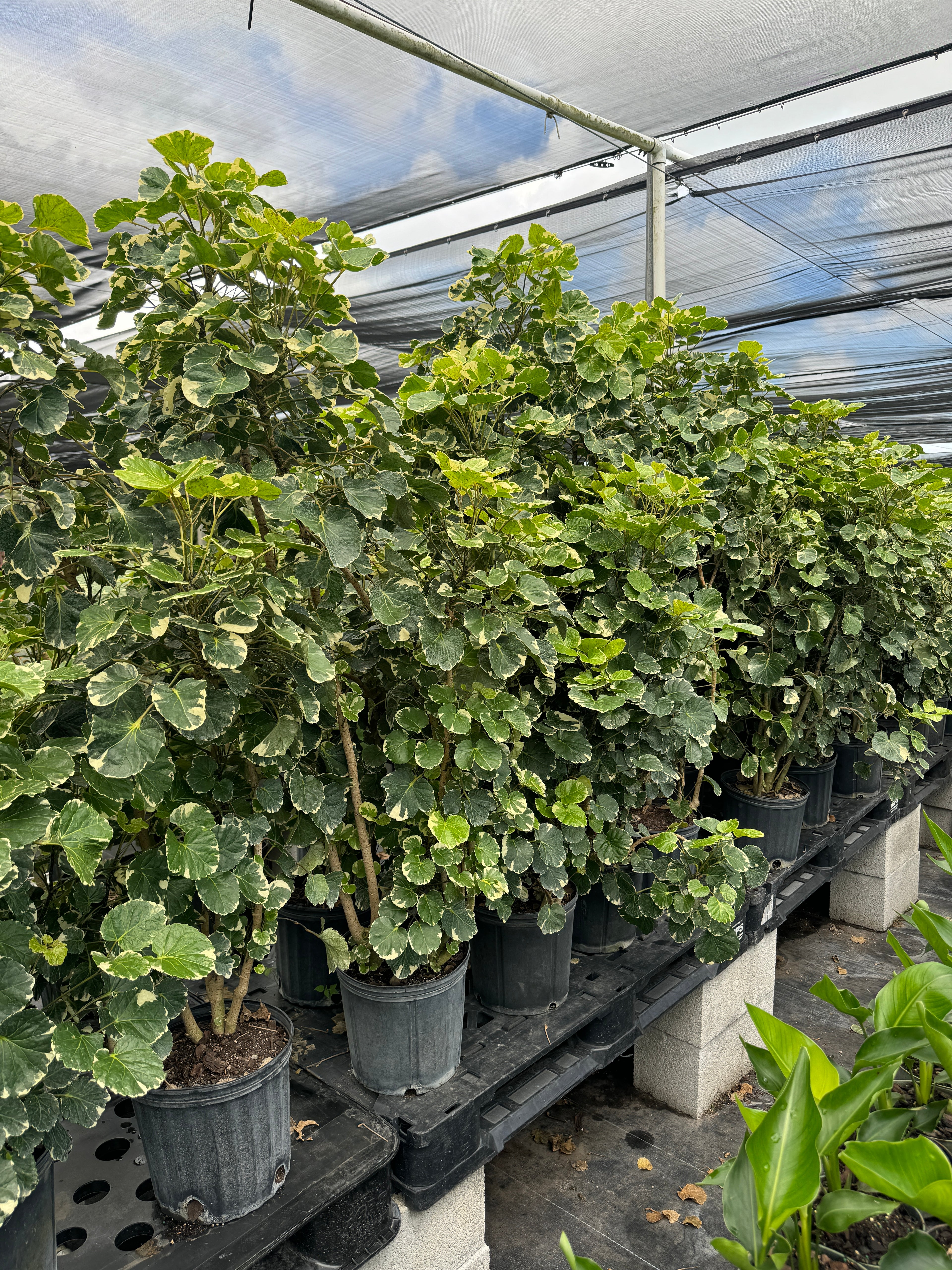 Aralia Balfouriana, Polyscias Balfour Variegated
