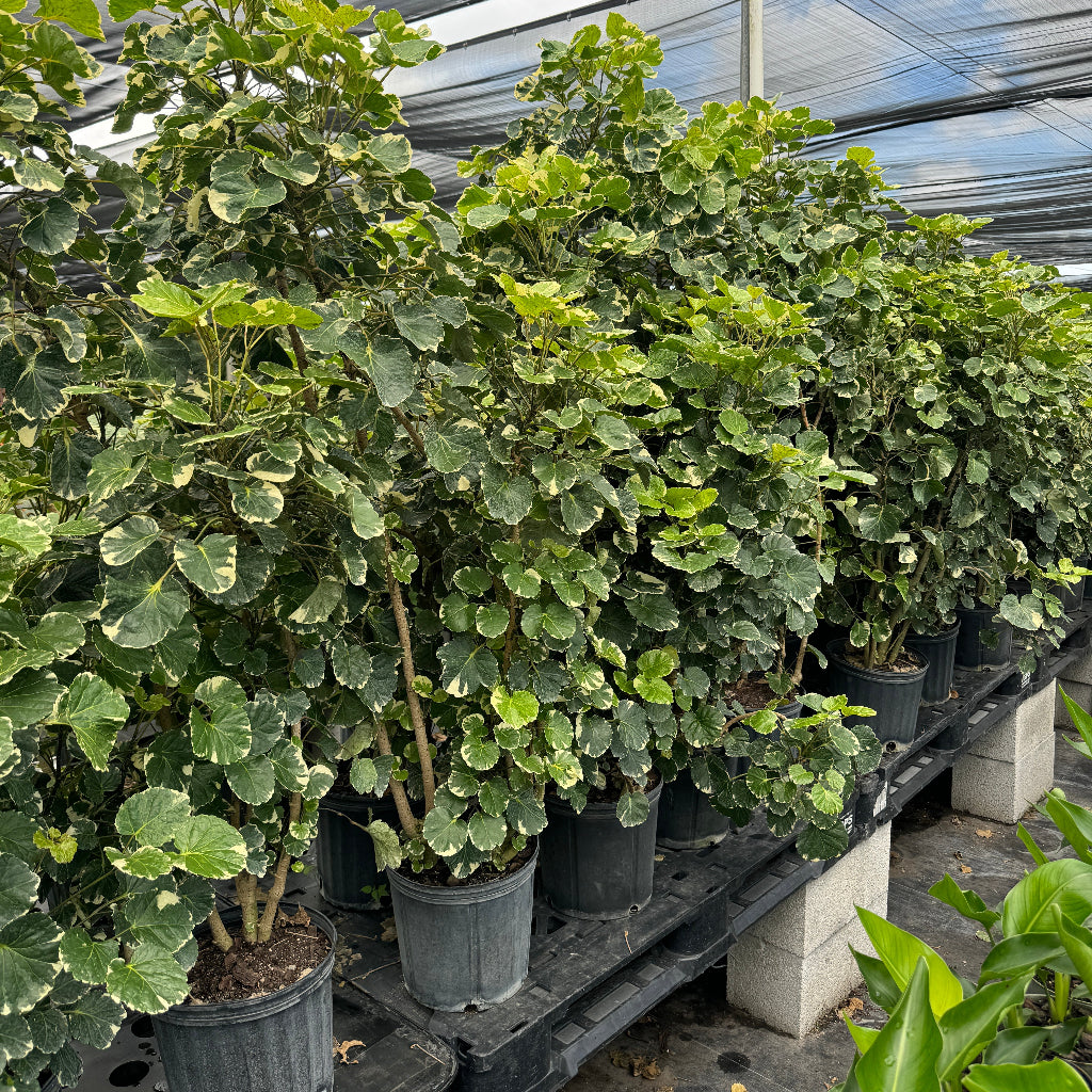 A row of potted Variegated Balfour Aralia plants sitting on a nursery bench in a greenhouse.