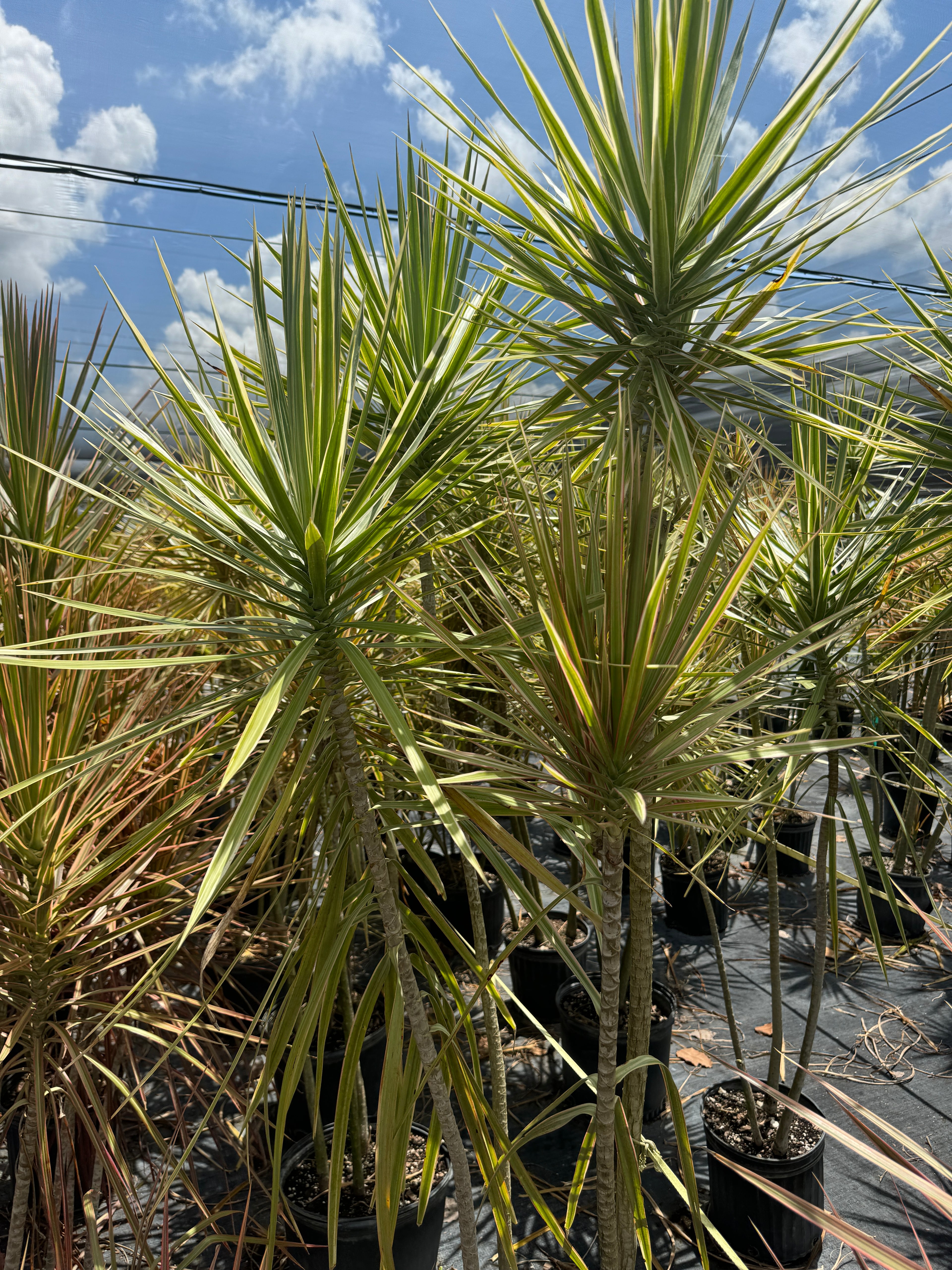 Dracaena Dragon Tree Bicolor, Tree Form